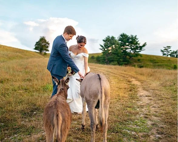 Bride and groom in wedding attire feeding two llamas in an open grassy field with trees in the background.