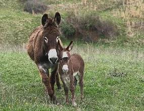A horse and a foal standing in a grassy field.