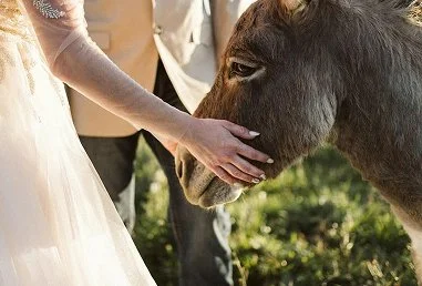 Person in a wedding dress gently touching a horse's face outdoors
