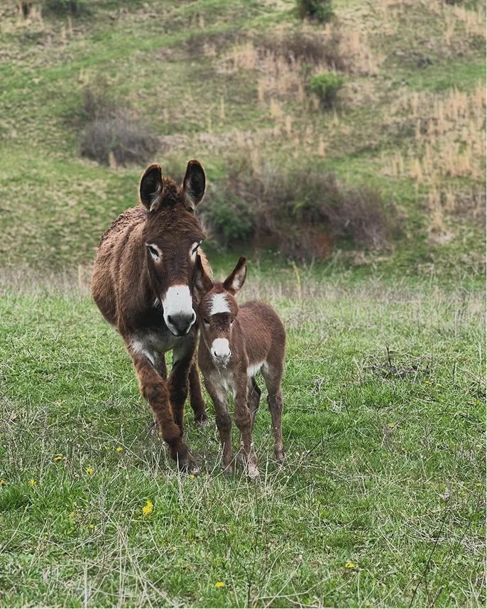A brown donkey and a brown baby foal standing in a grassy field with hills and sparse bushes in the background.