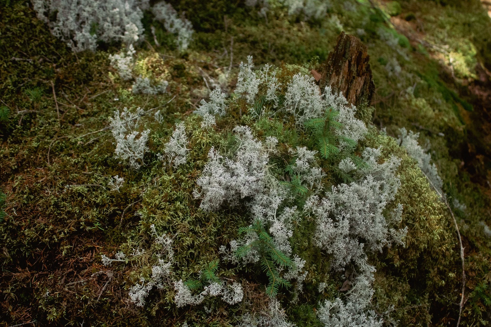 Close-up of moss, lichen, and small plants growing on a decaying tree trunk in a natural forest setting.