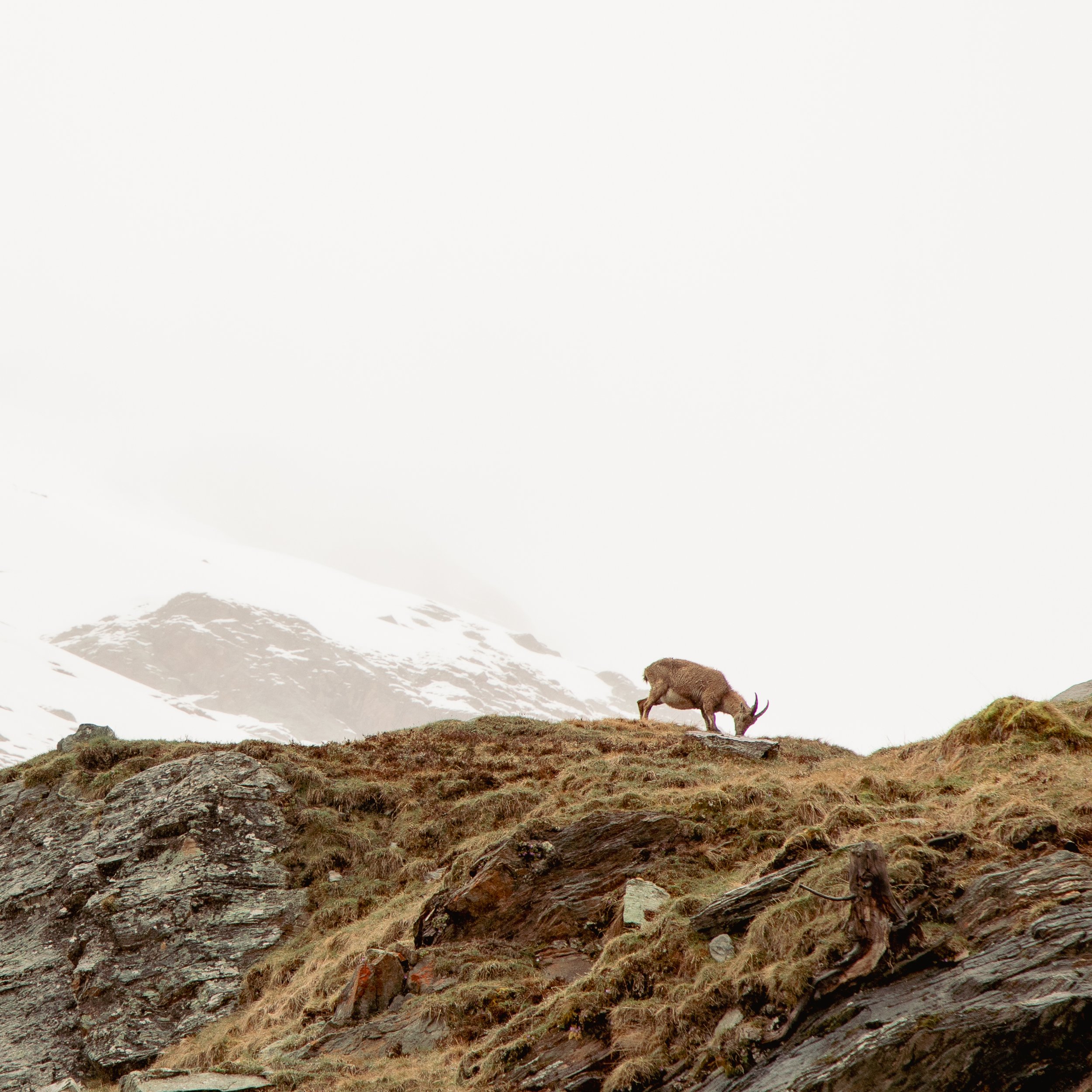 A mountain landscape with a zigzagging trail, rocky terrain, patches of grass, and a mountain goat in the foreground.