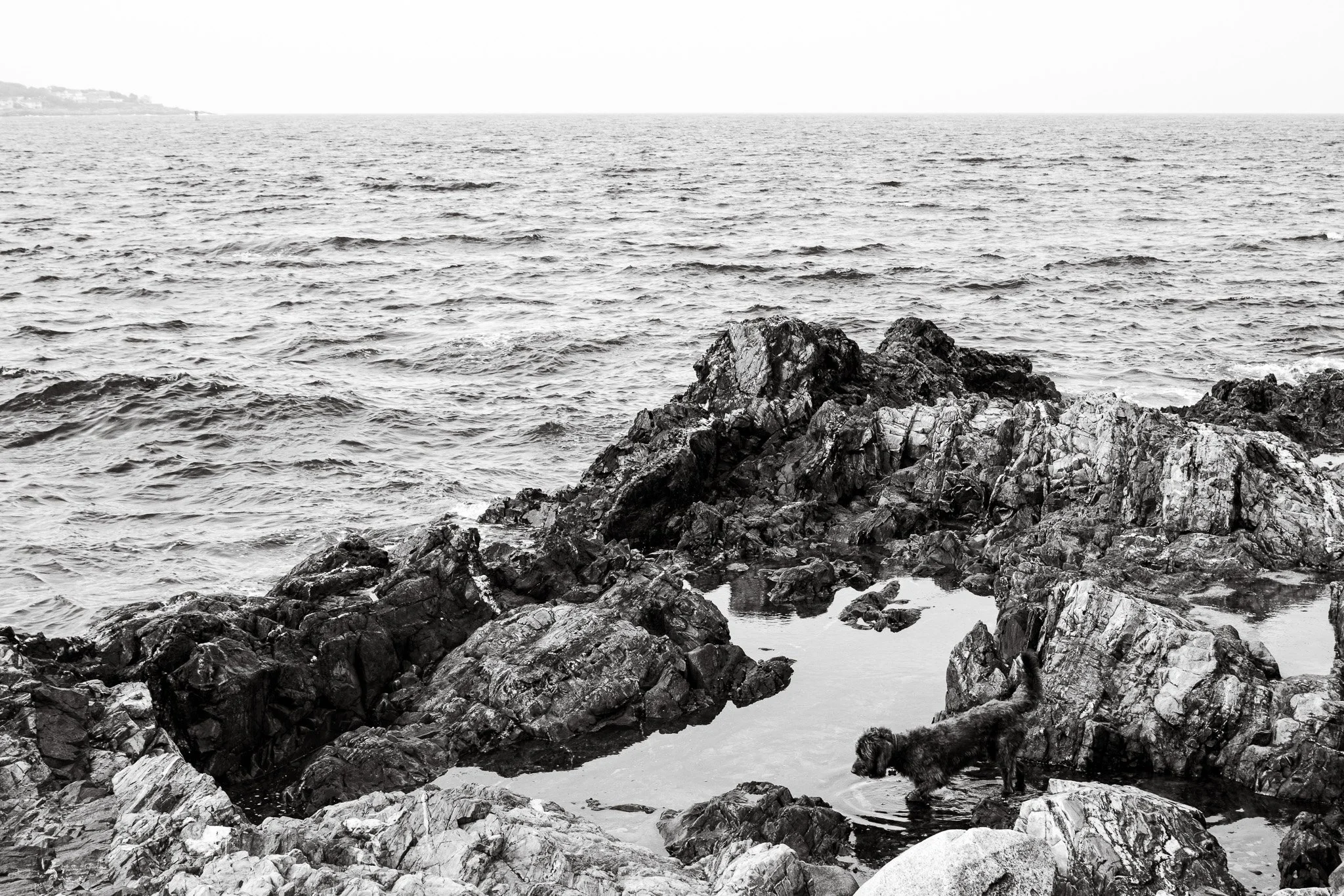 A black and white photo of rocky shoreline with rough water. A dog stands on the rocks near the water's edge.