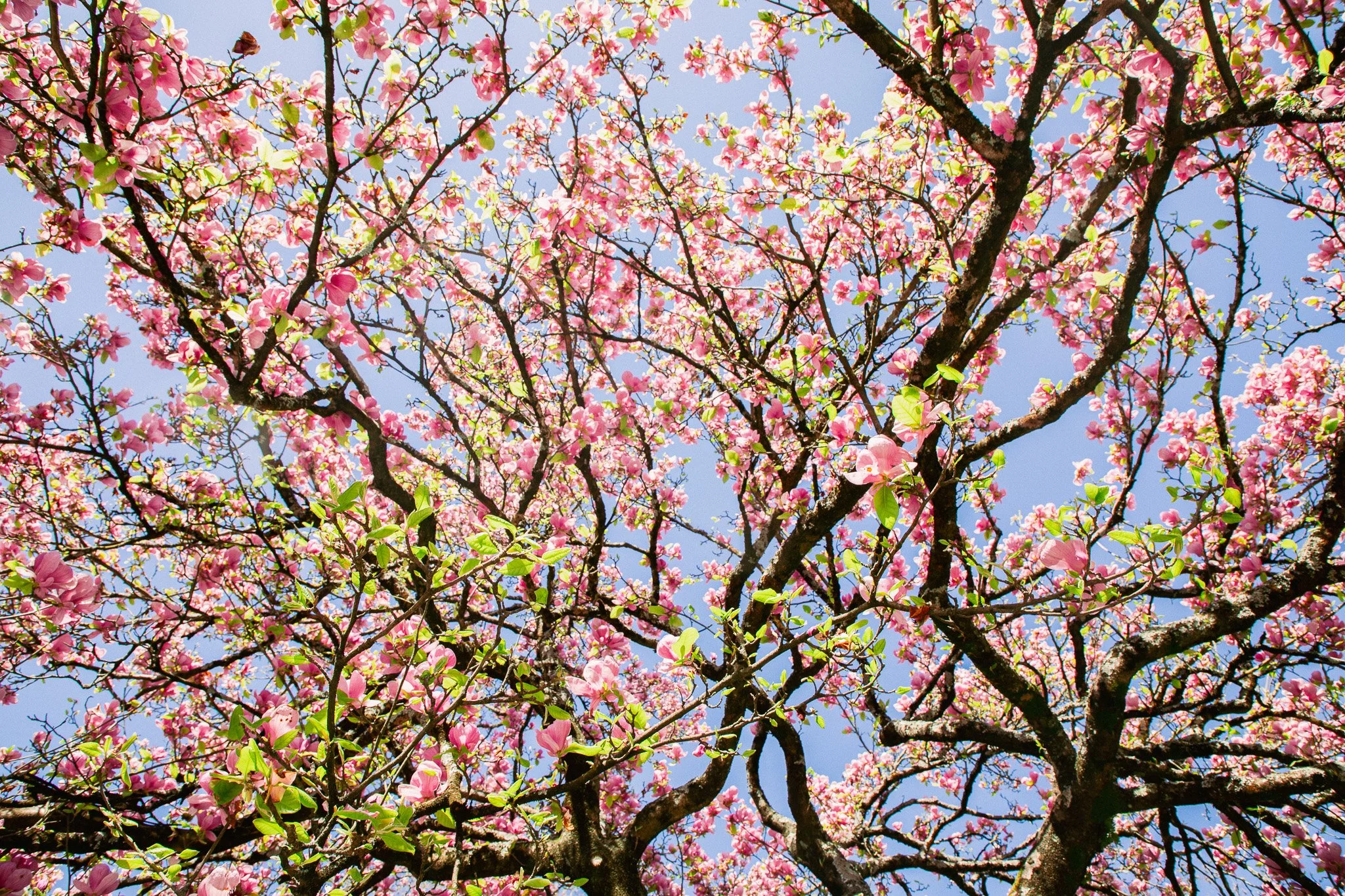 View of a blooming tree with pink flowers against a blue sky.