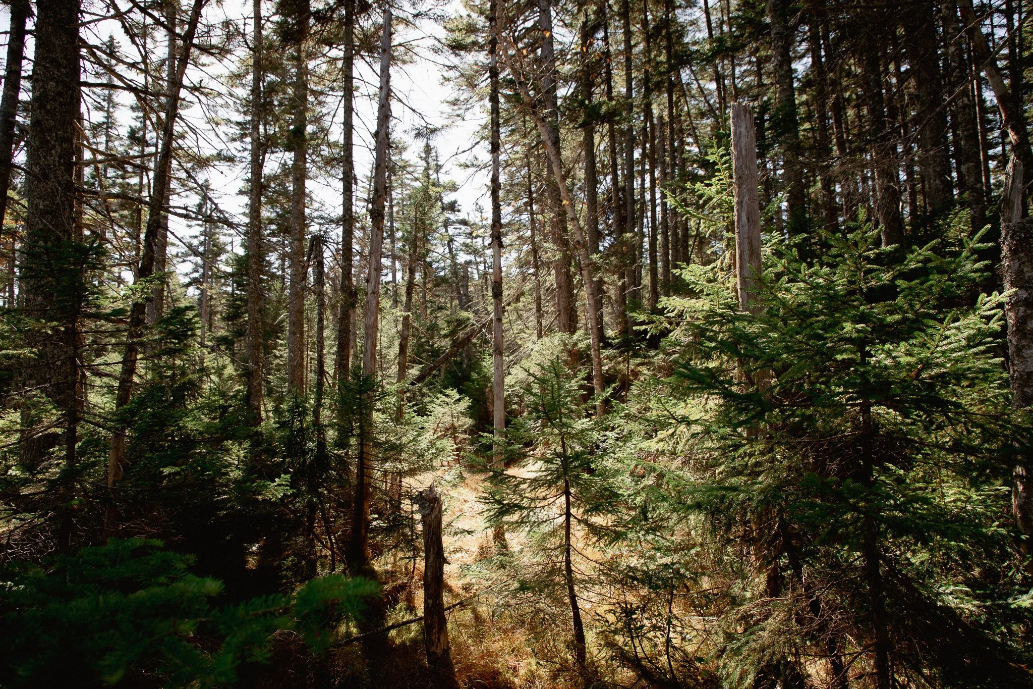 A dense forest with tall pine trees and green foliage, sunlight filtering through the trees.