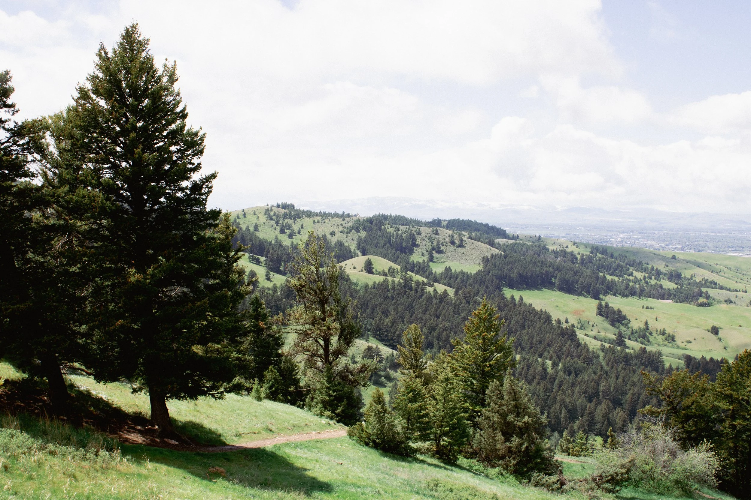 A scenic view of rolling green hills covered with trees, with a large pine tree in the foreground and a partly cloudy sky above.