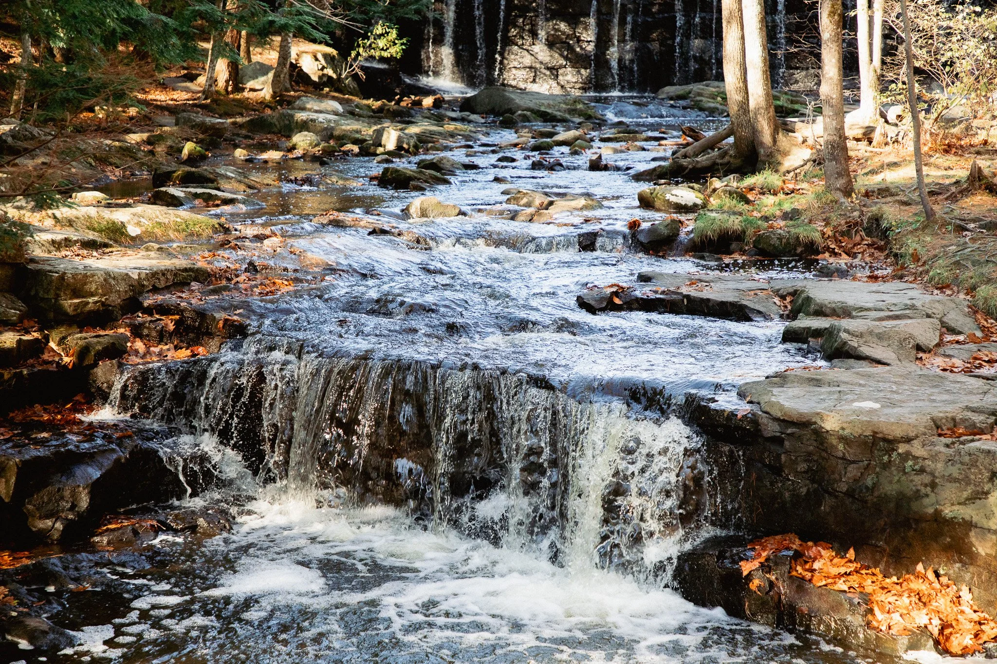 A peaceful forest scene with a small waterfall flowing into a stream surrounded by rocks and trees, some with fallen leaves.