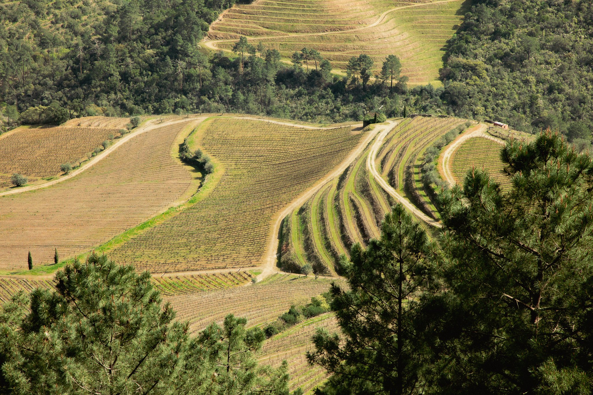 Aerial view of vineyard terraces on rolling hills with dense trees surrounding the vineyard.