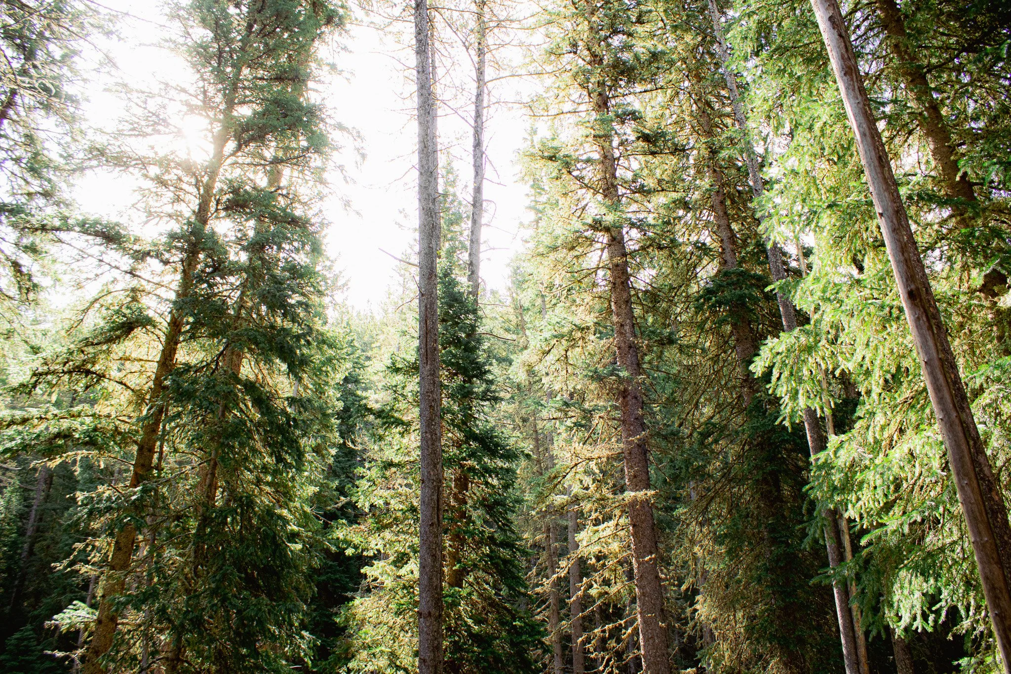 Tall evergreen trees in a sunlit forest with sunlight filtering through the leaves.