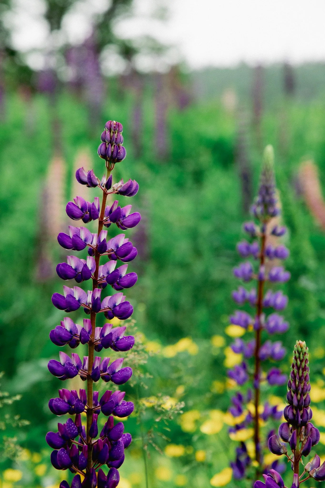 Close-up of purple lupine flowers in a field with a blurred green background.