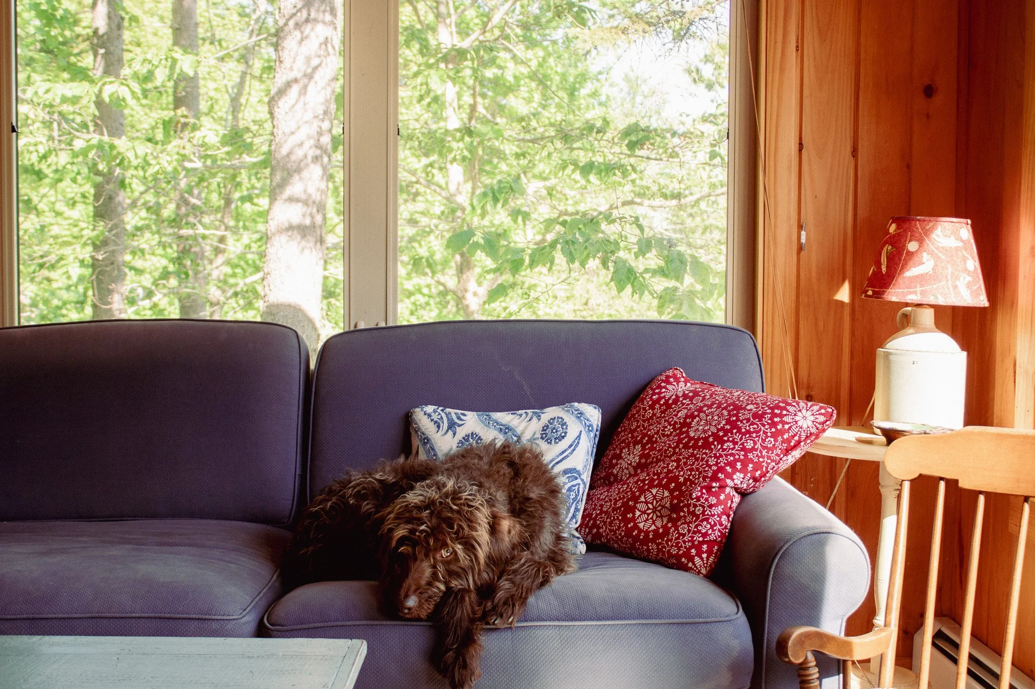 A cozy living room with a gray sofa adorned with patterned throw pillows, partially occupied by a small dog. Large window behind the sofa reveals green trees outside. To the right, a wooden wall features a white lamp with a red lampshade and veins. A
