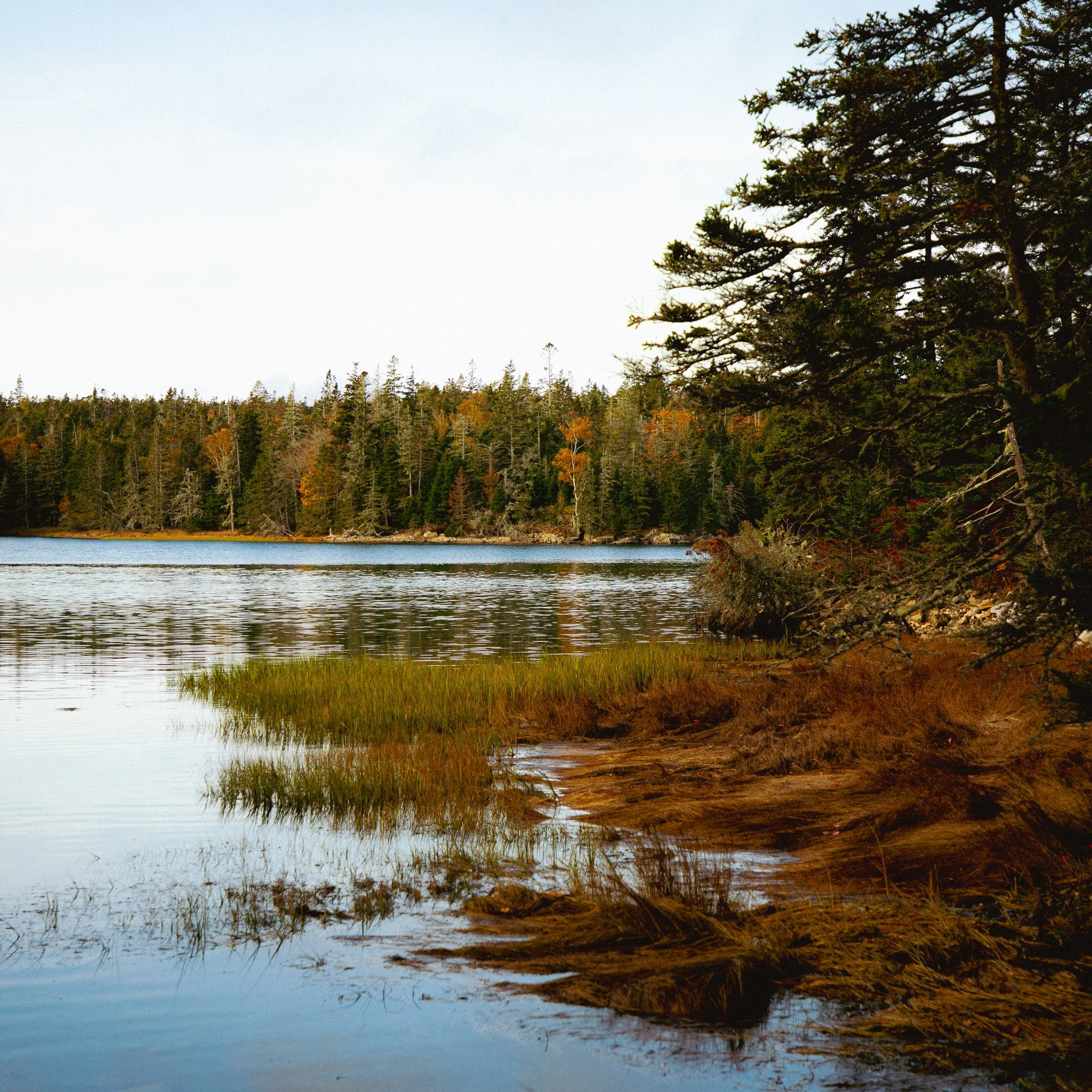 A calm lake with reflections of trees on the water, with a shoreline of green and brown grass and rocks, surrounded by a dense forest with mixed evergreens and deciduous trees, some showing autumn colors, under a clear sky.