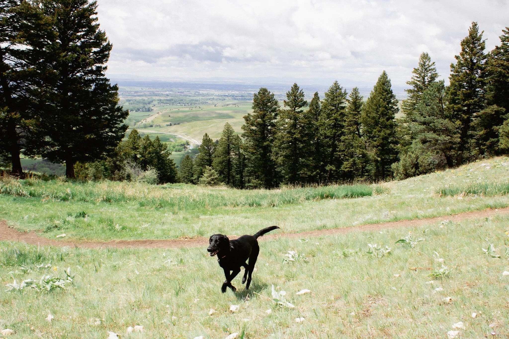 A black dog running on green grass with trees and a distant landscape of fields and cloudy sky in the background.