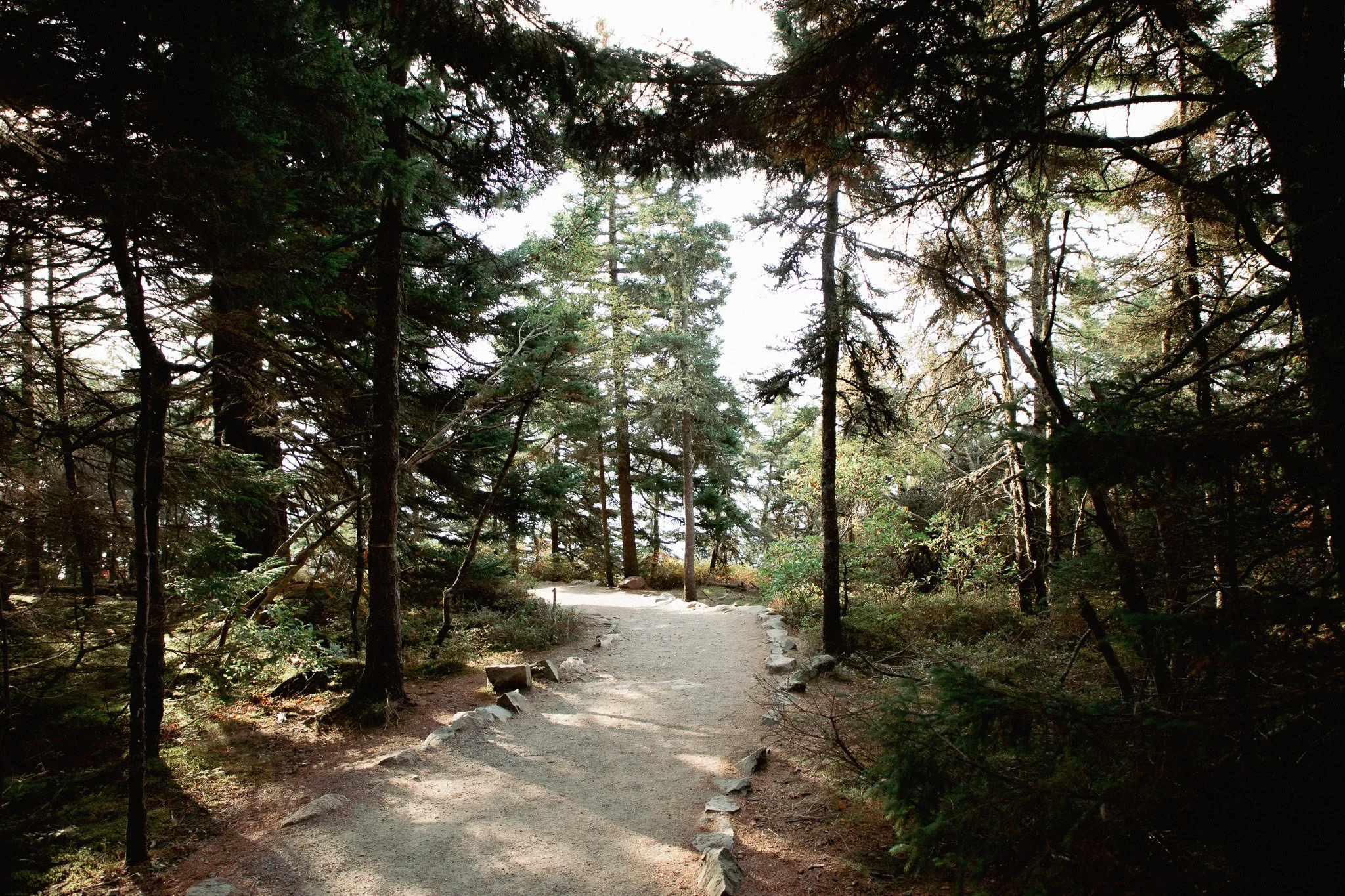 A dirt trail in a dense forest with tall trees and sunlight filtering through the branches.