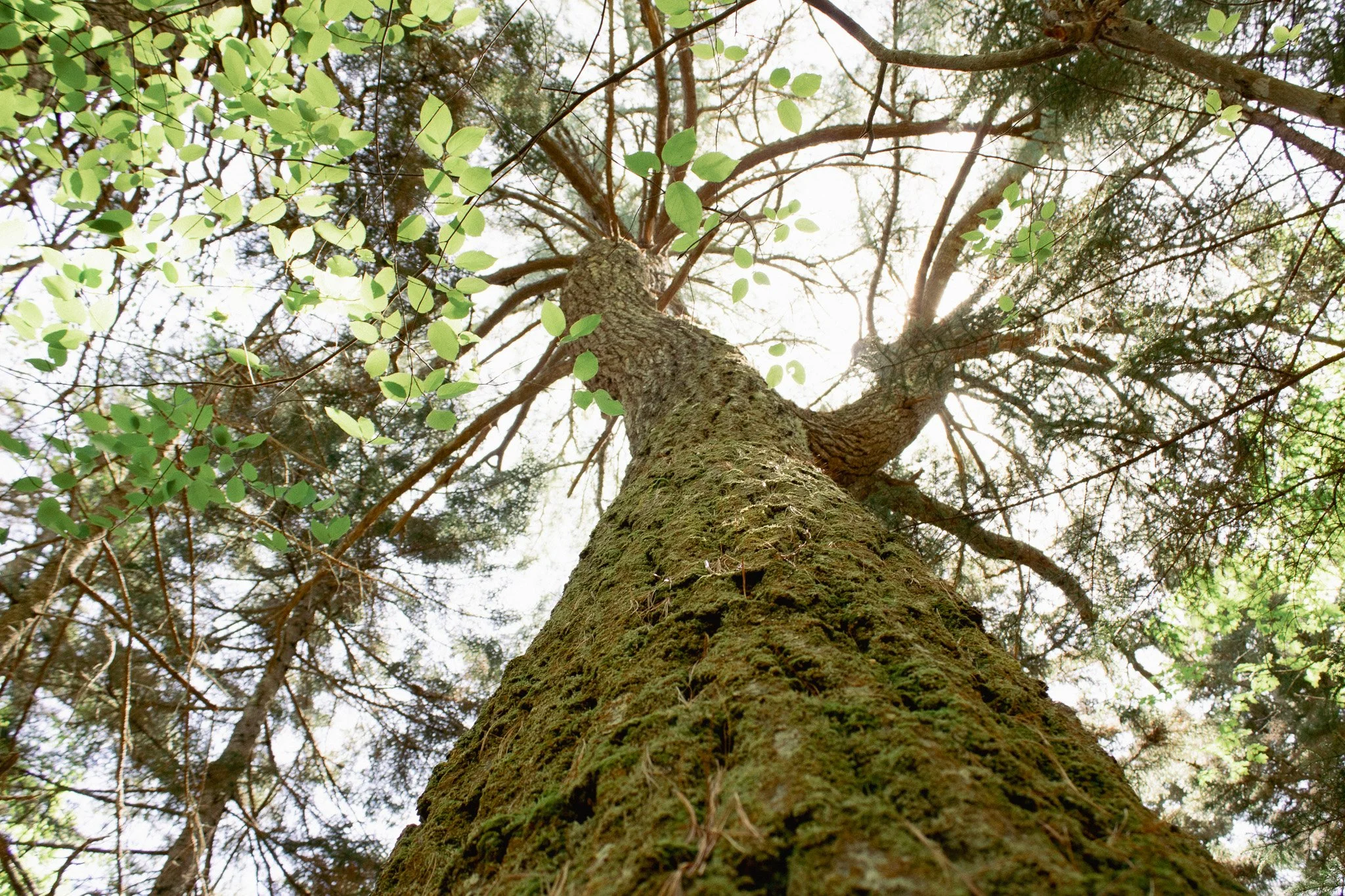 A view from the ground looking up at a tall tree with textured bark and green leaves, with sunlight filtering through the branches and leaves.