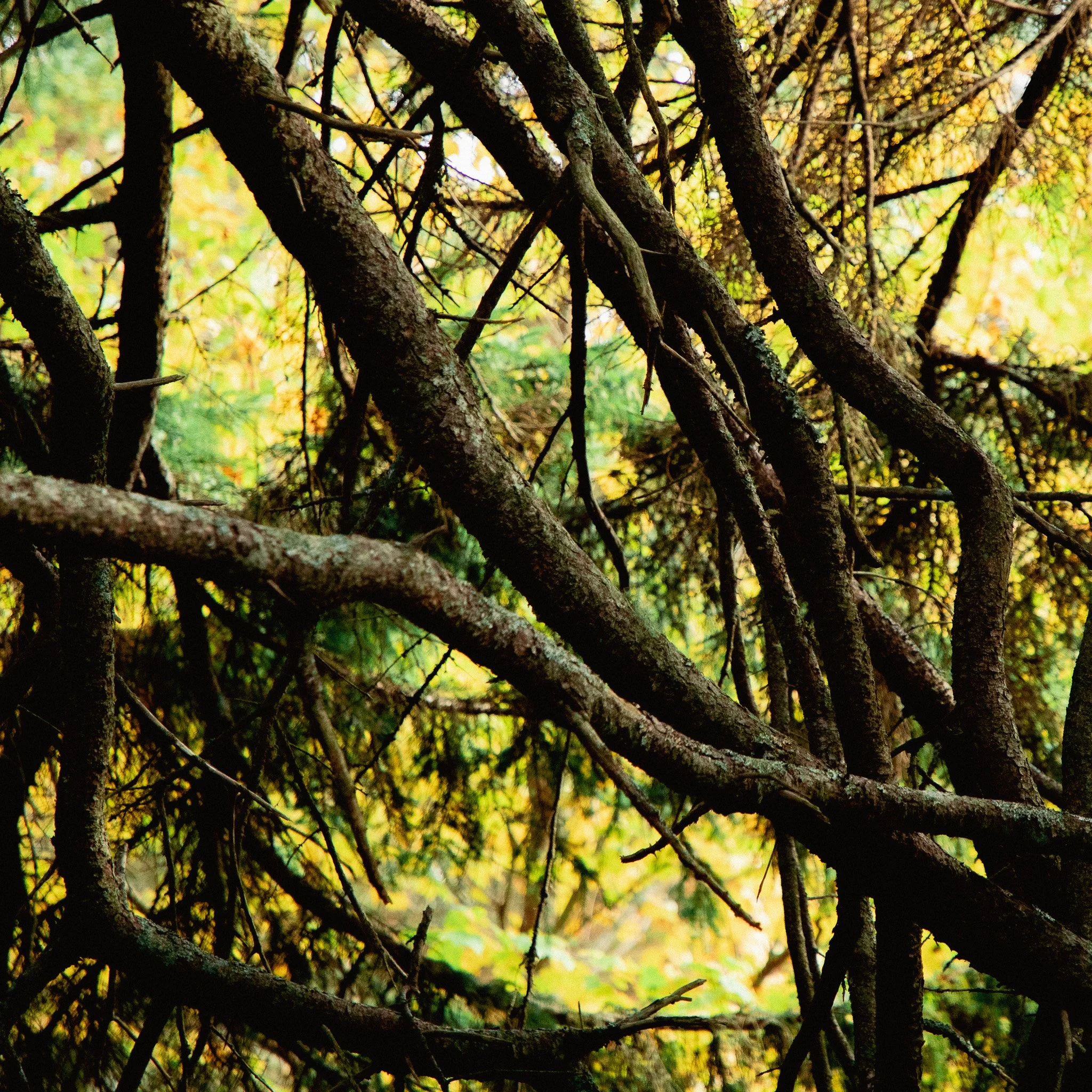Close-up view of intertwined tree branches and twigs with some yellow and green foliage in the background.