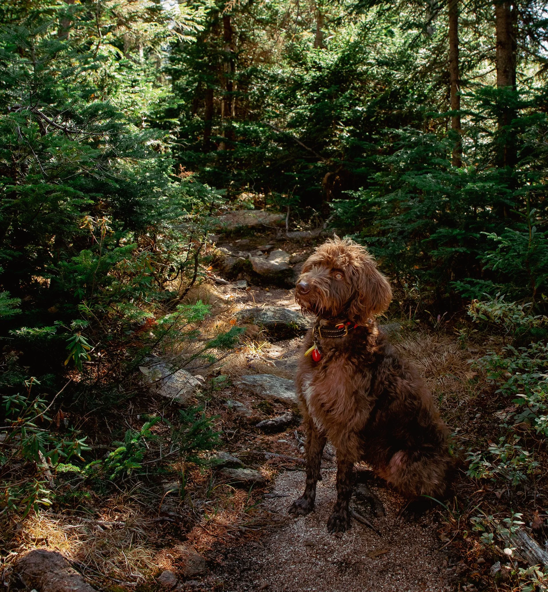 A brown, curly-haired dog with a red collar stands on a forest trail, surrounded by green pine trees and rocks.
