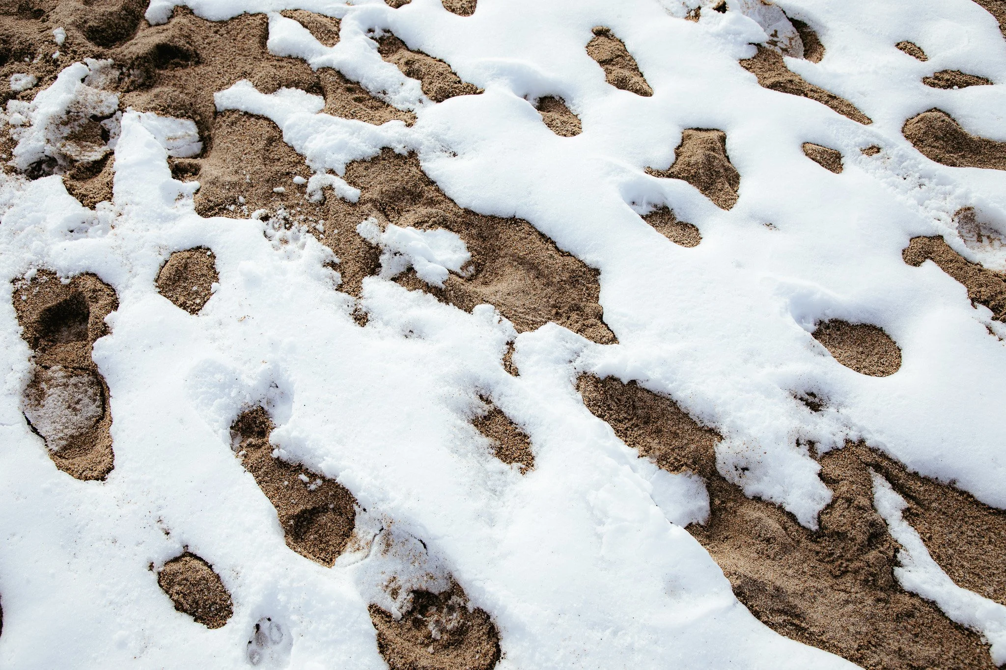 Multiple animal paw prints, possibly dog or fox, walking through snow-covered sand or ground.