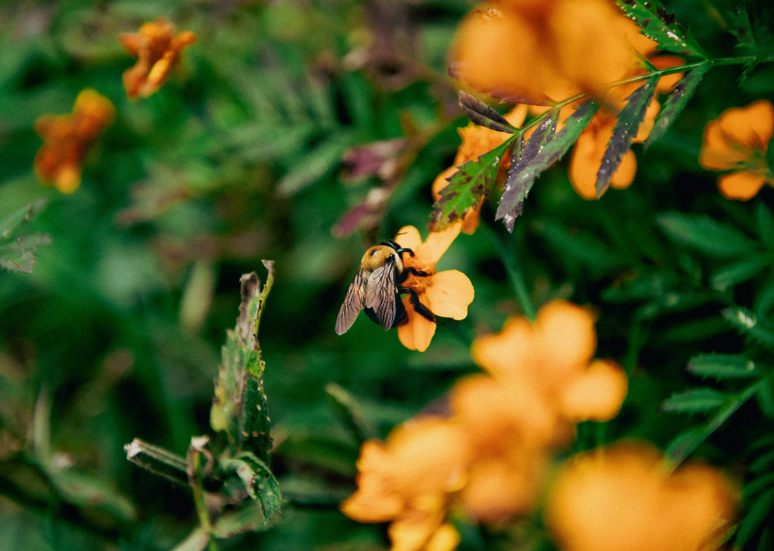 A bee collecting nectar from orange flowers amid green foliage.