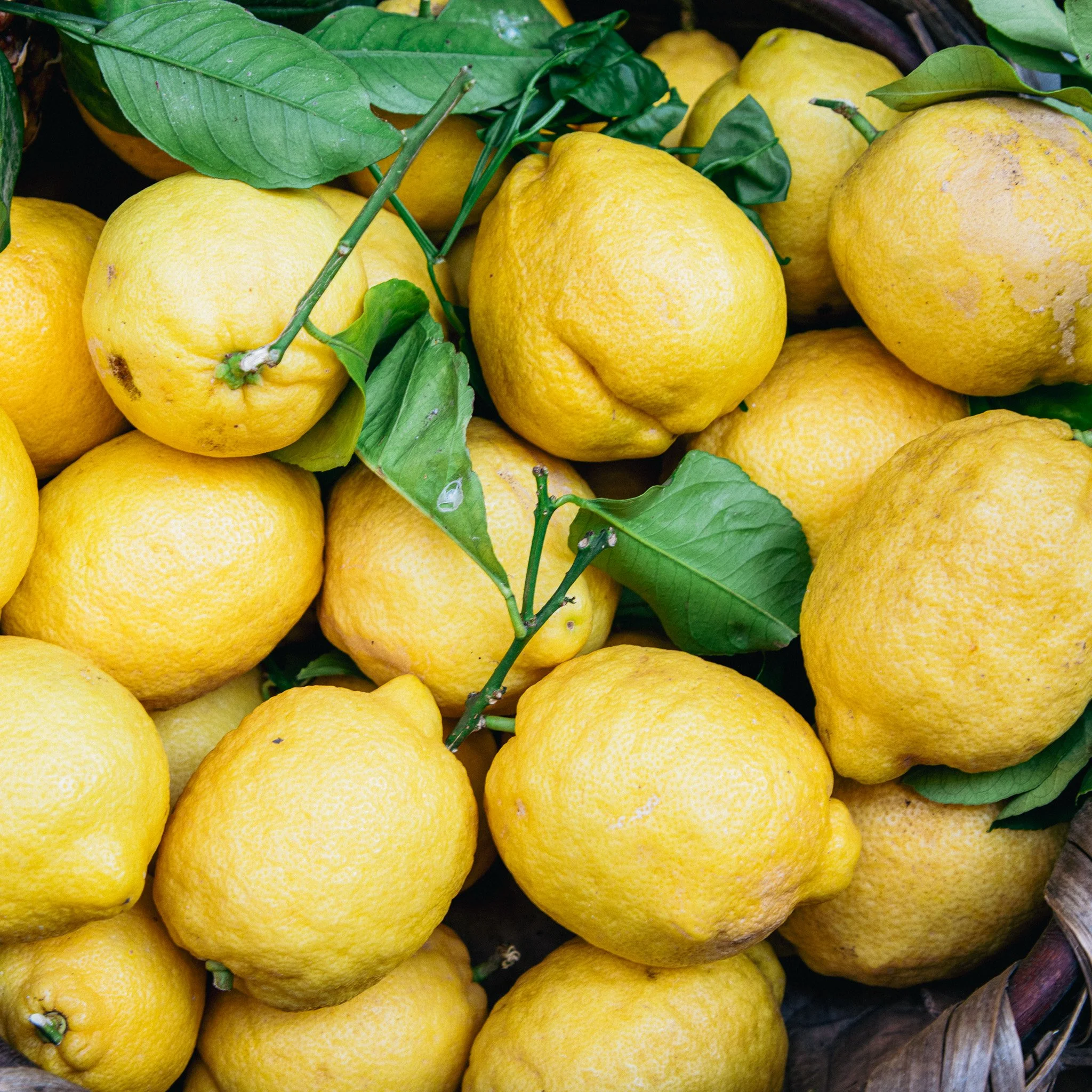 A pile of fresh yellow lemons with green leaves and stems, some stems attached, in a basket.
