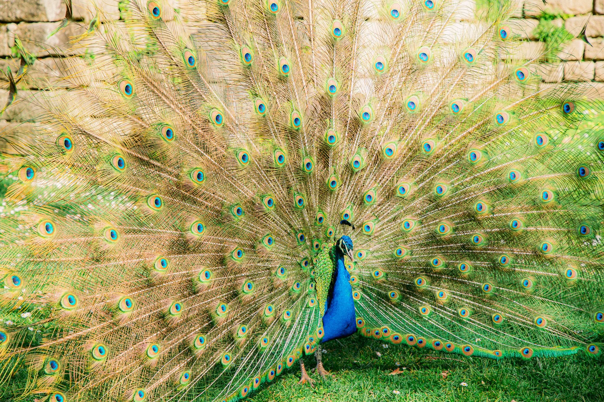 A peacock with its feathers fully fanned out, displaying vibrant blue, green, and gold colors.
