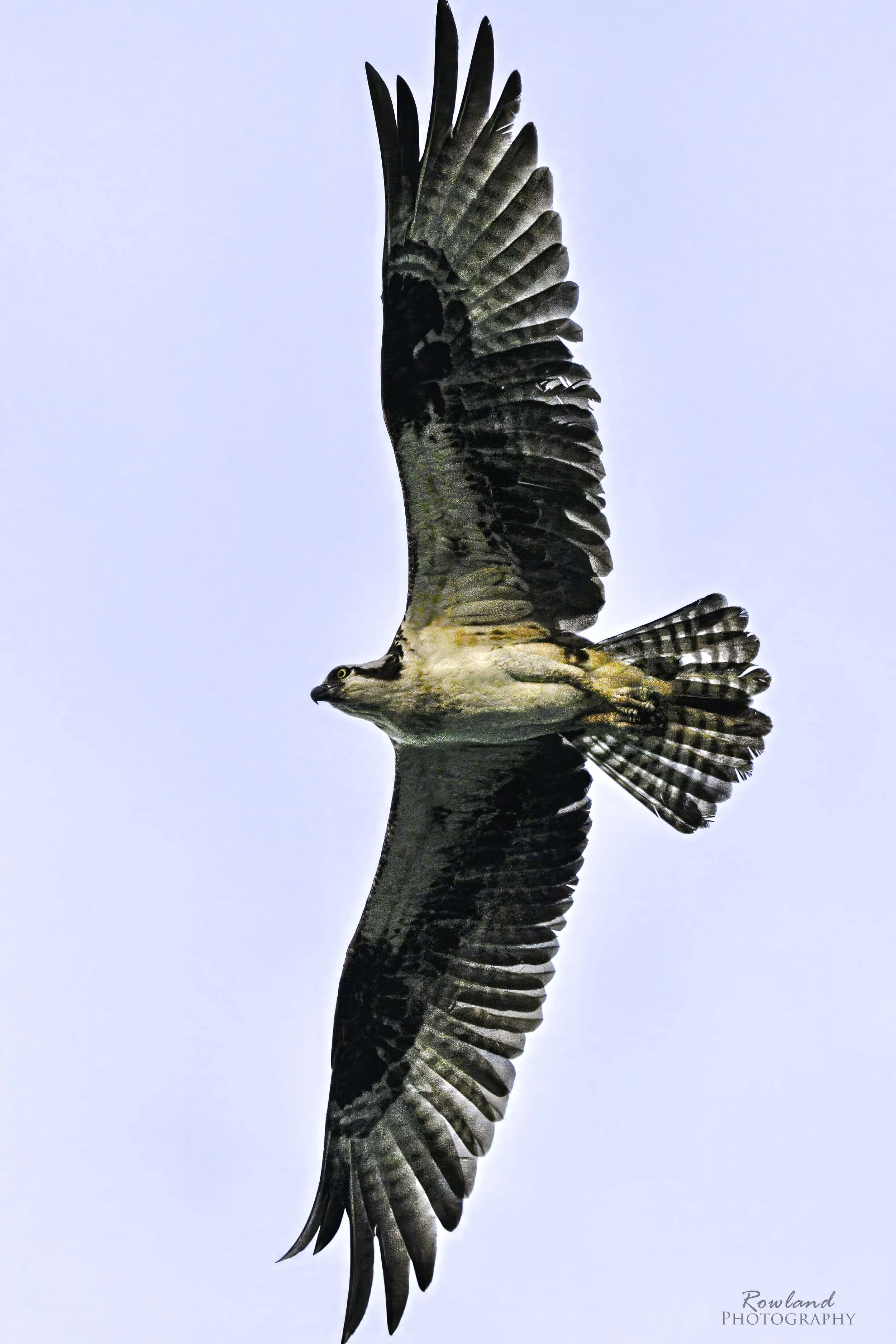 Osprey Vertical_signed.jpg