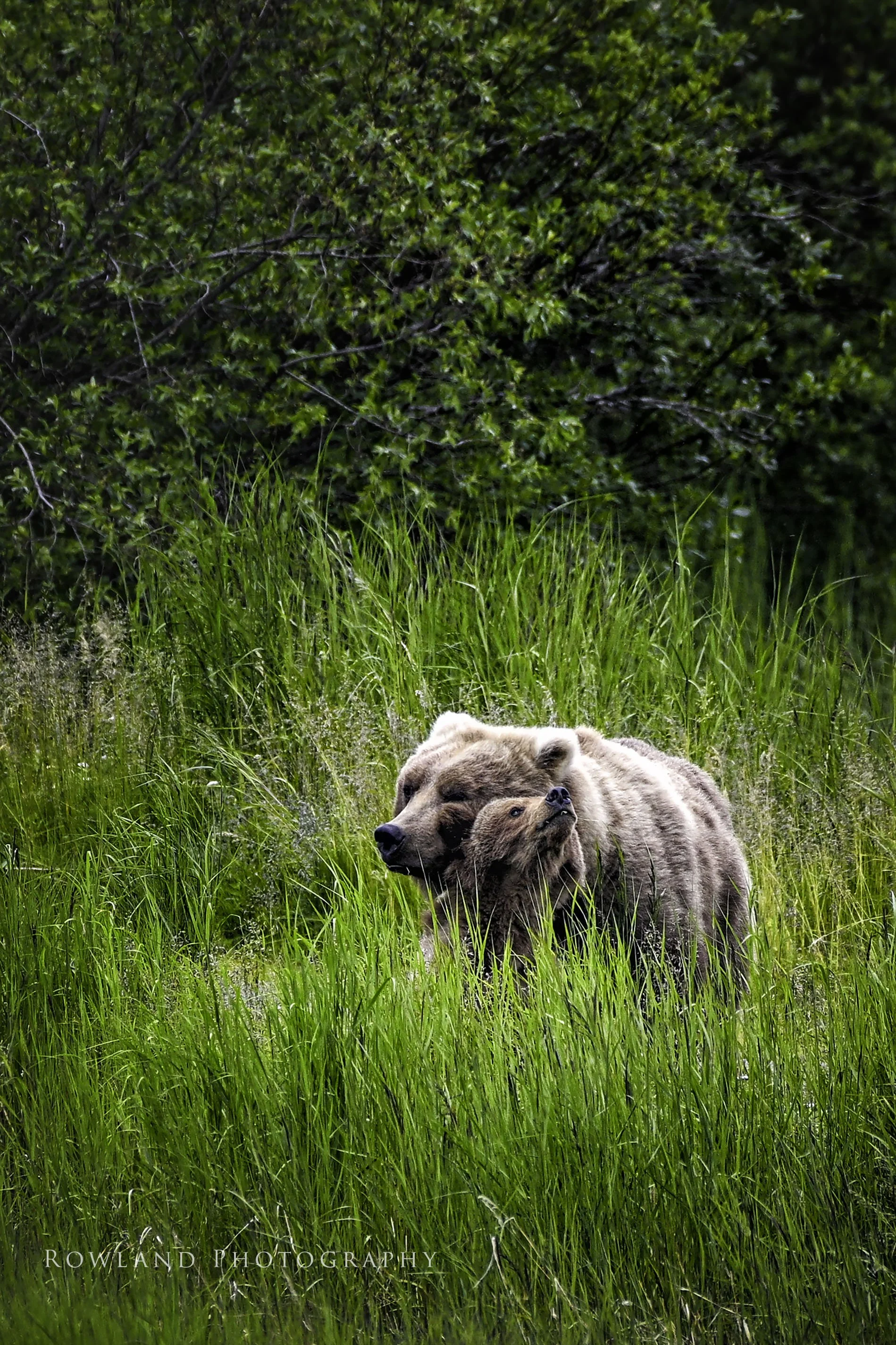 Bear mom and cub hug portrait_signed.jpg