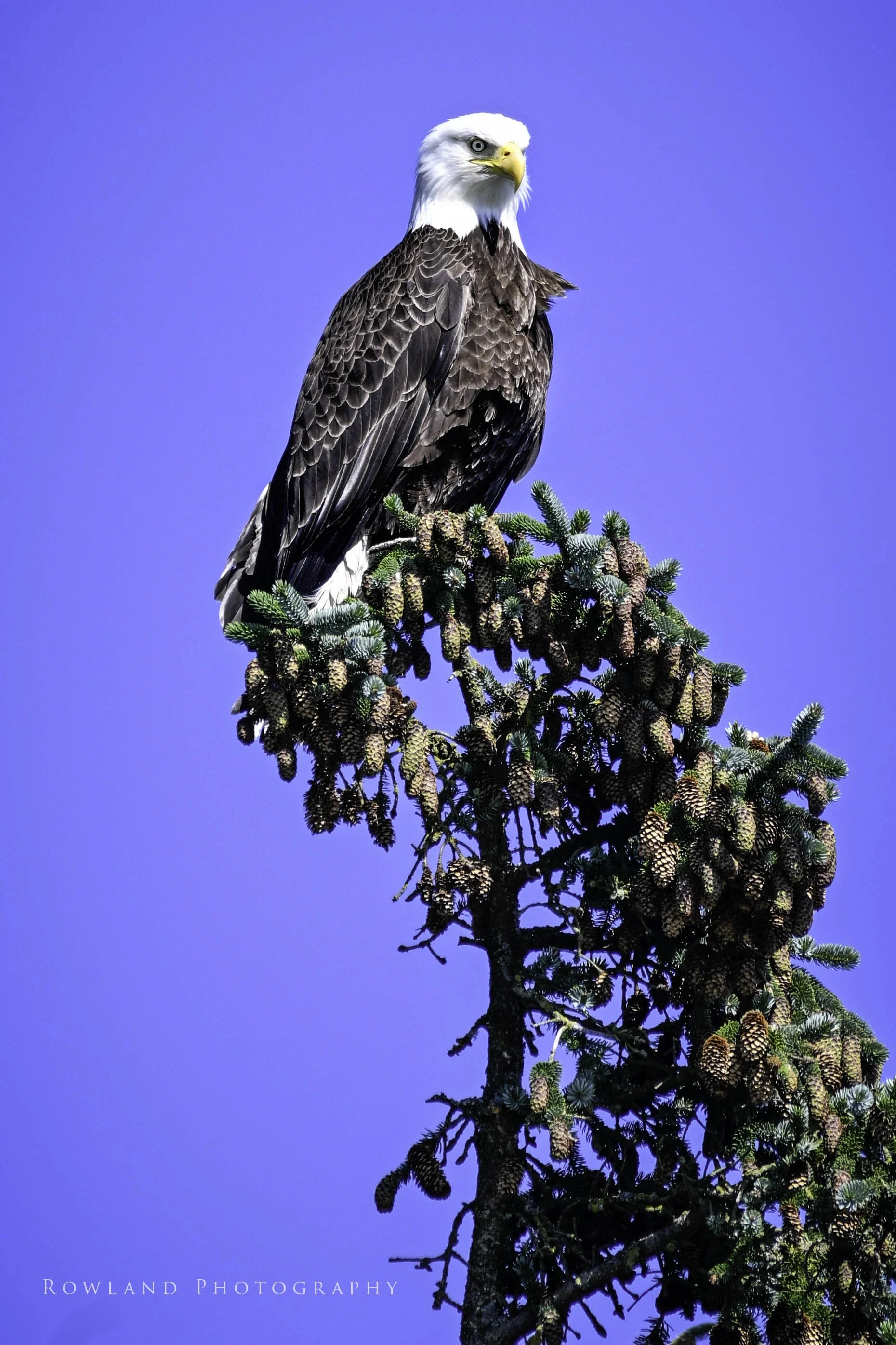 Bald Eagle Watching_signed.jpg