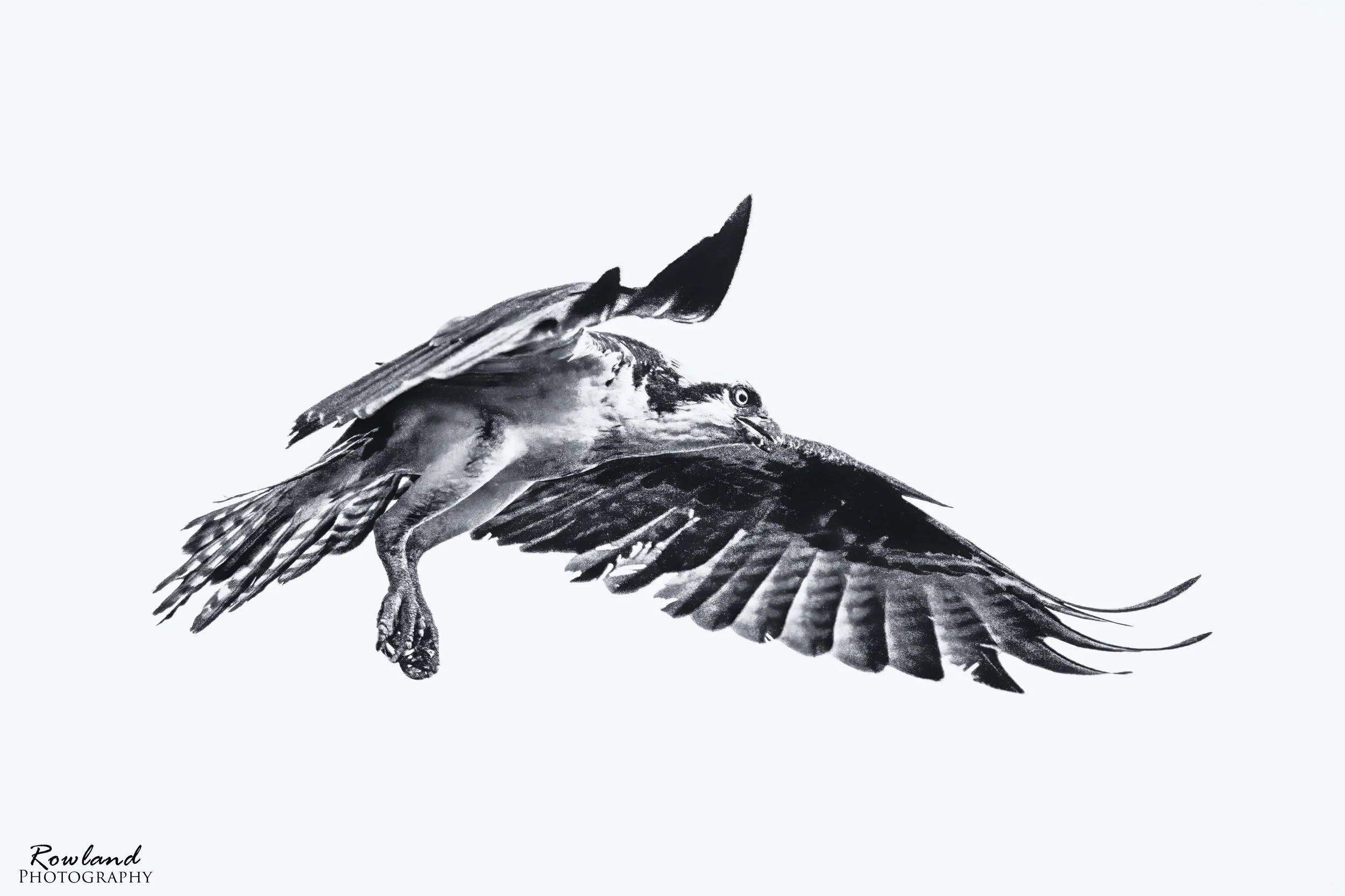 osprey print_signed.jpg