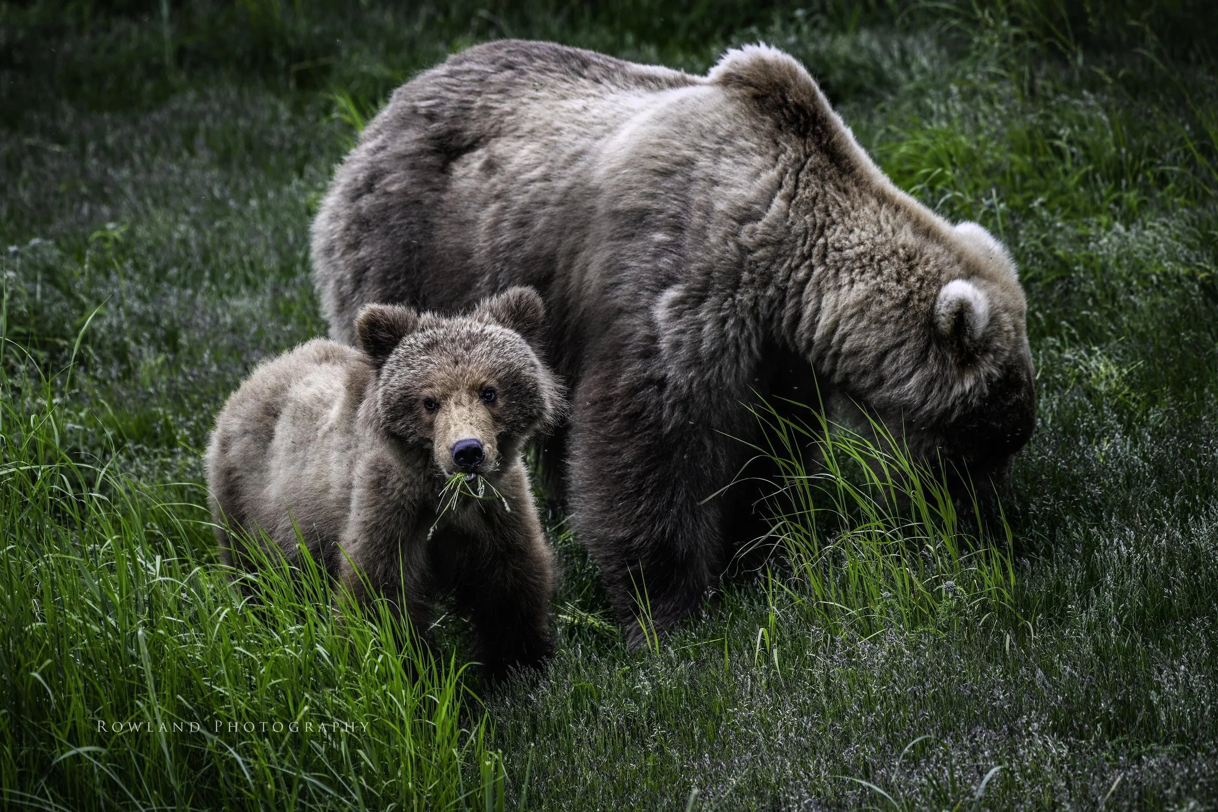 Mom and cub eating grass_signed.jpg