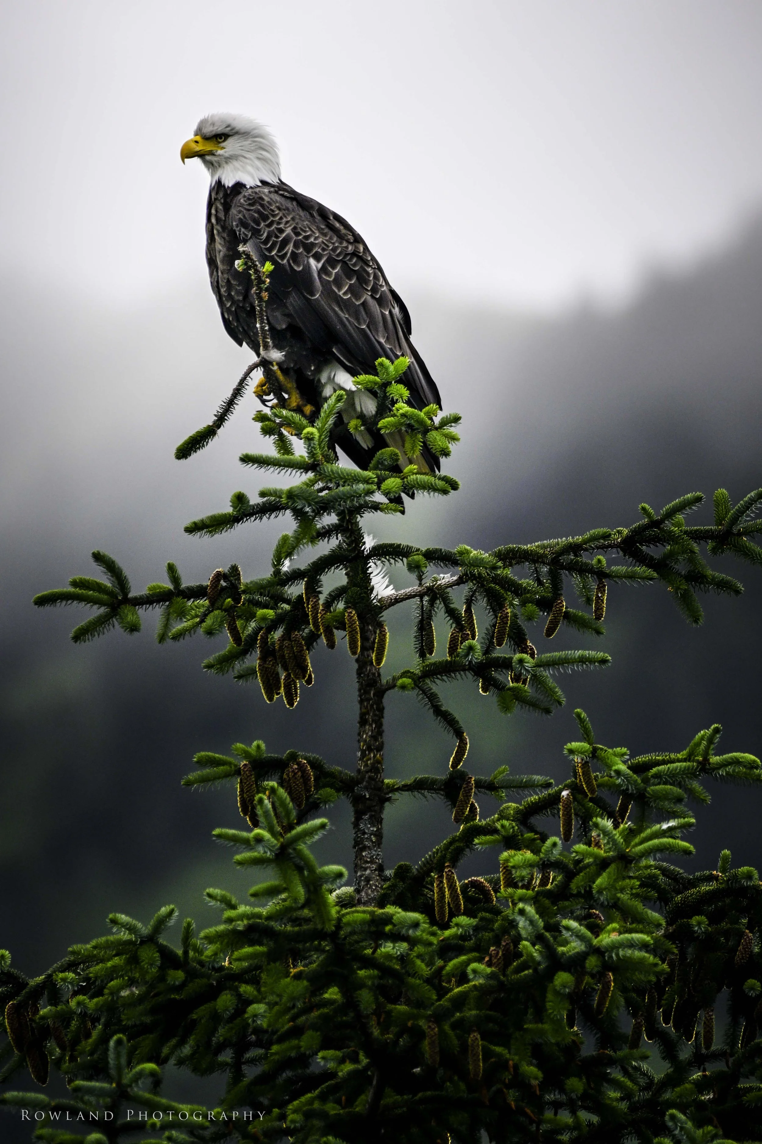 Bald Eagle on top of Tree_signed.jpg
