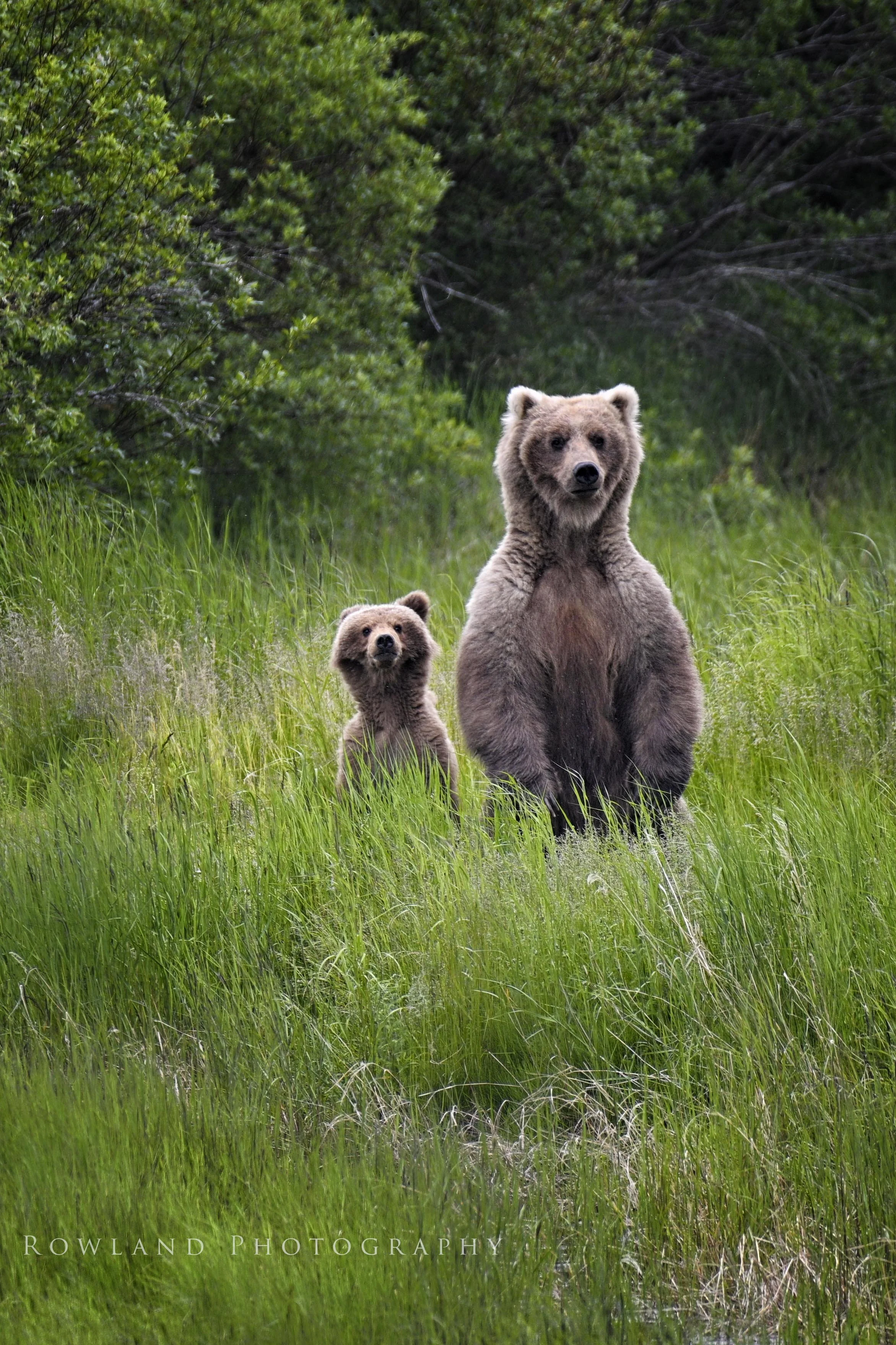 Bears Standing_signed.jpg