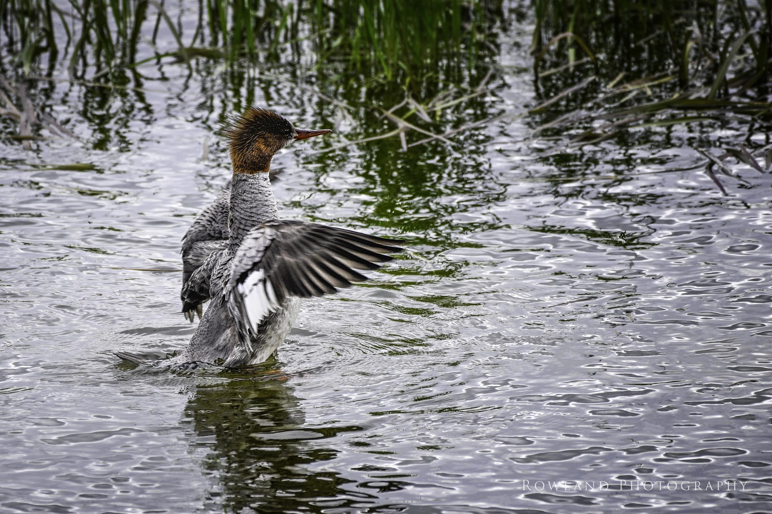 Momma Duck_signed.jpg
