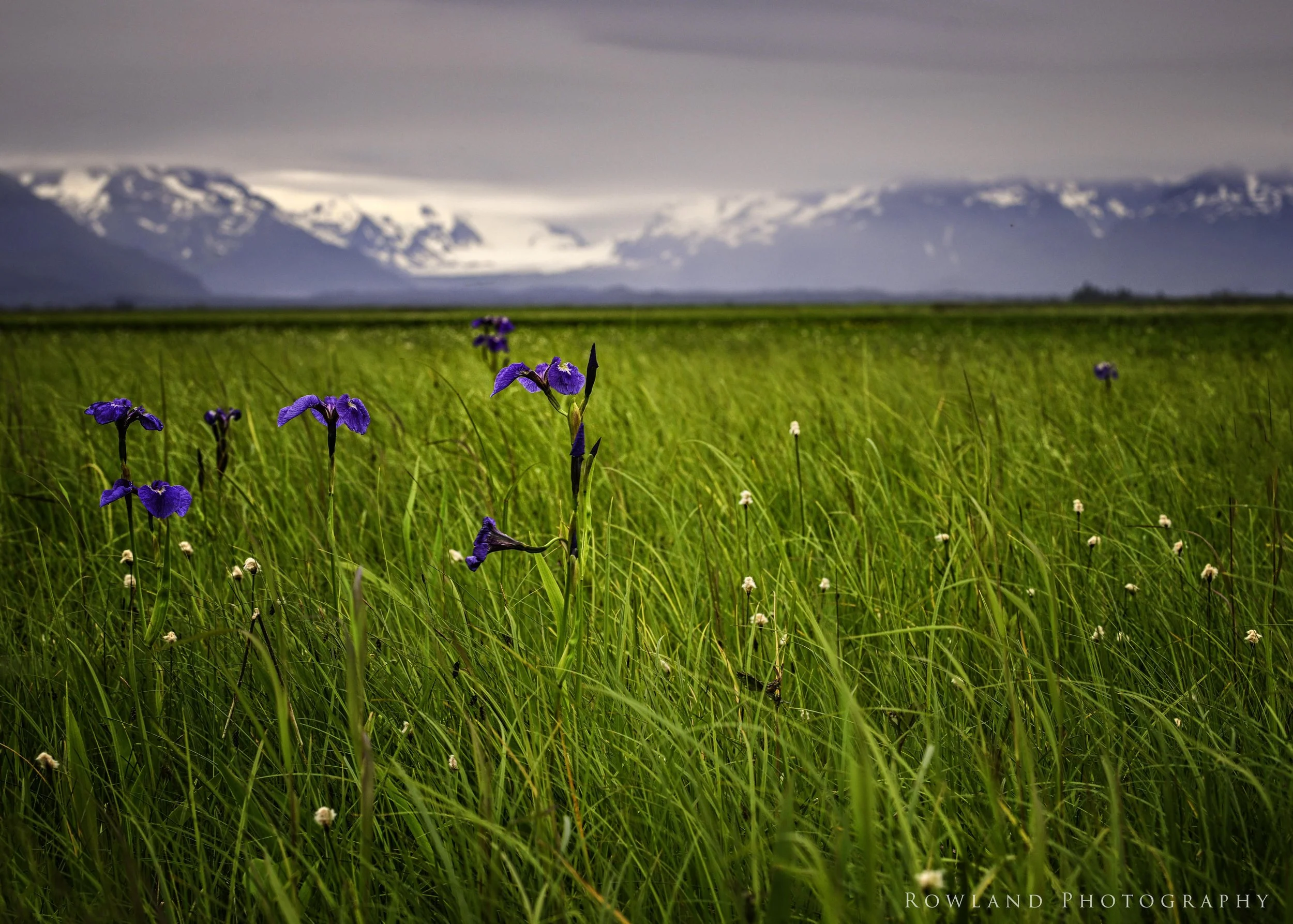 Iris Field 2signed.jpg