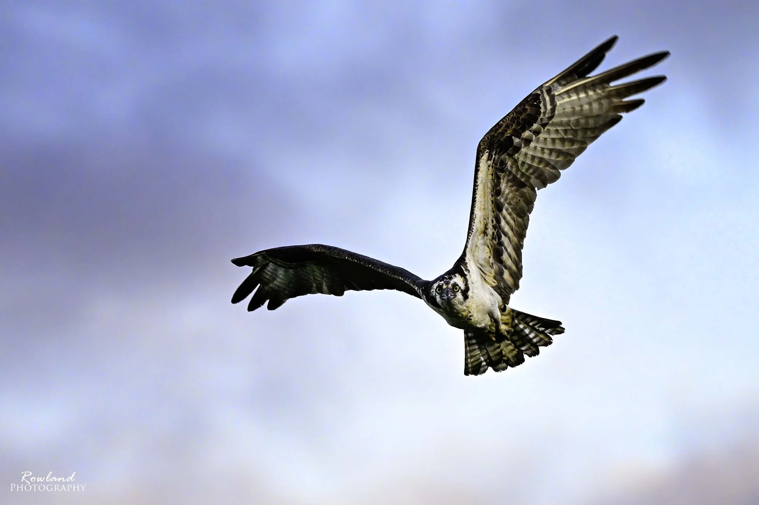 Mom flying_signed.jpg