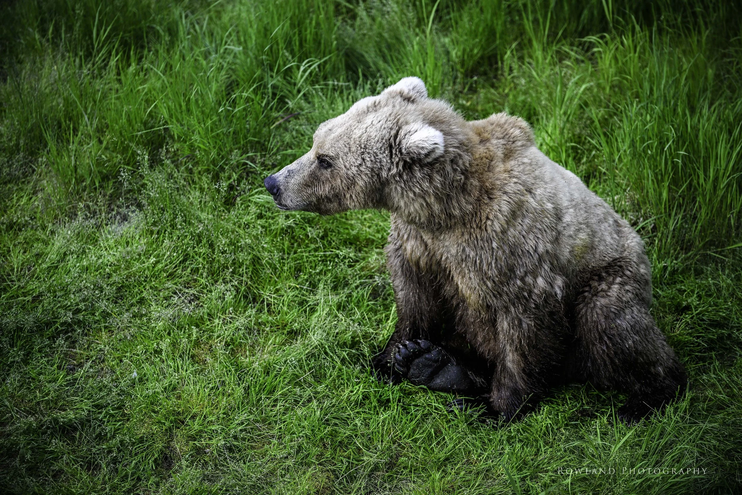 Bear sitting in grass_signed.jpg