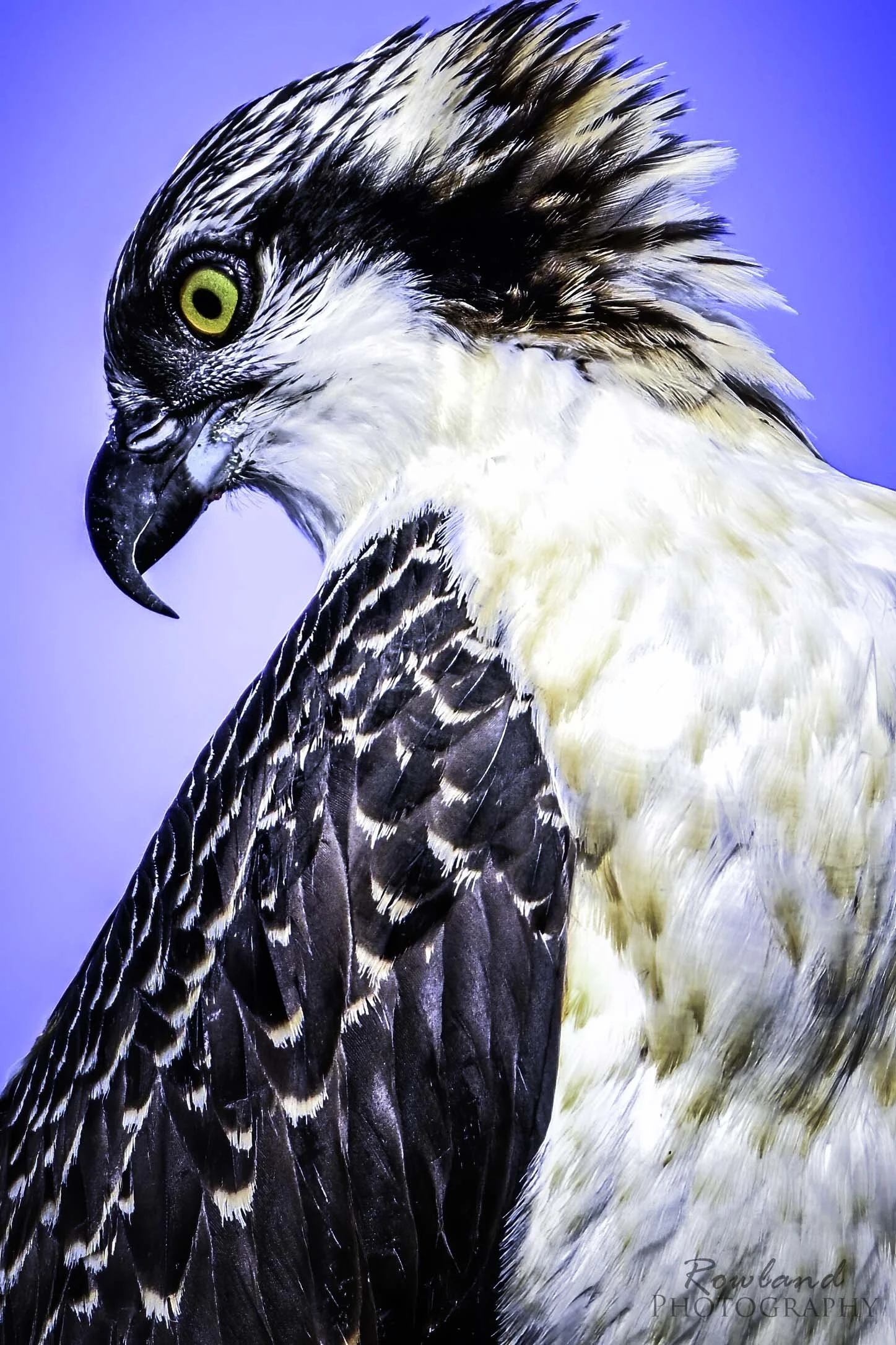 Osprey_portrait_signed.jpg