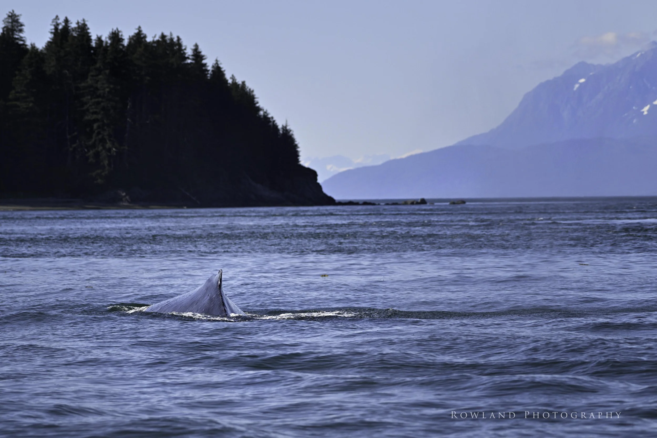 Whale Back1 signed.jpg