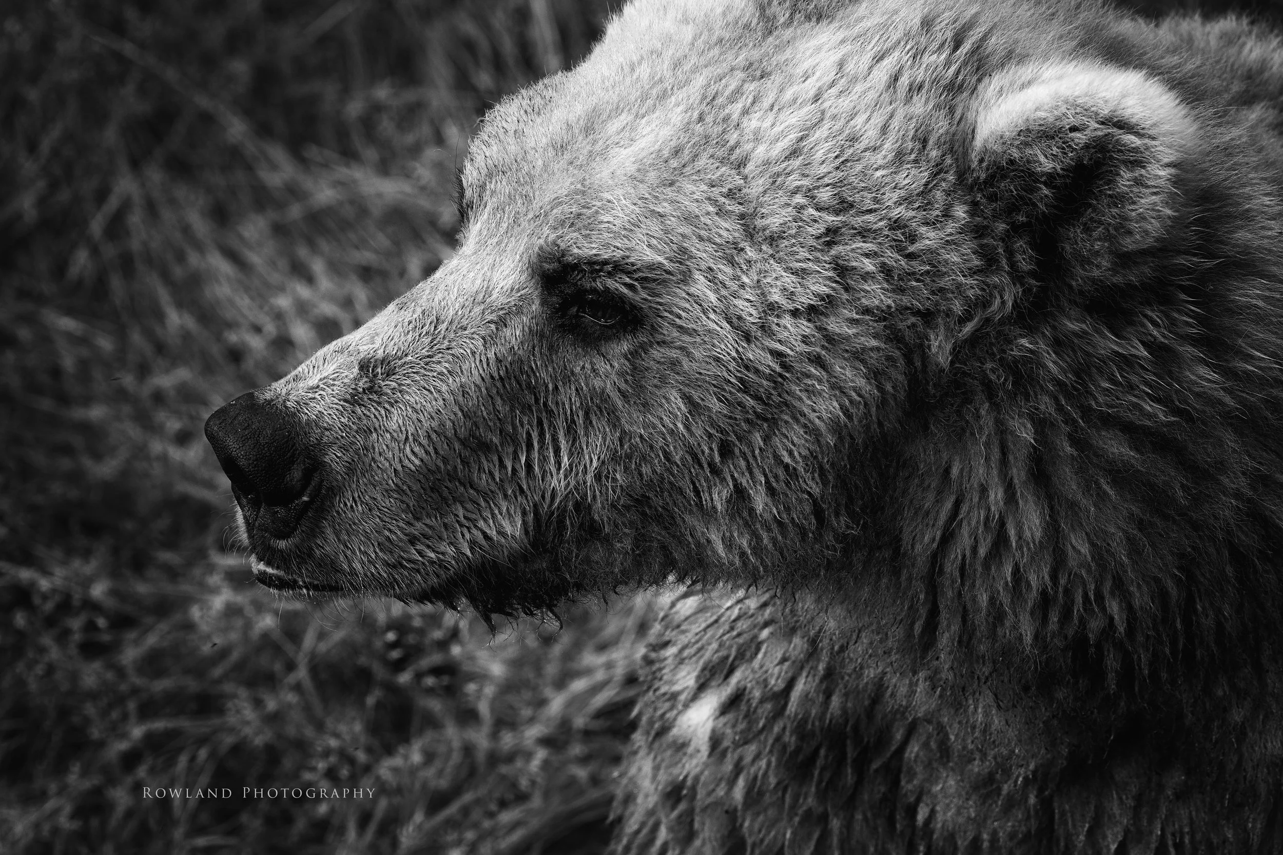 Bear face black and white signed.jpg