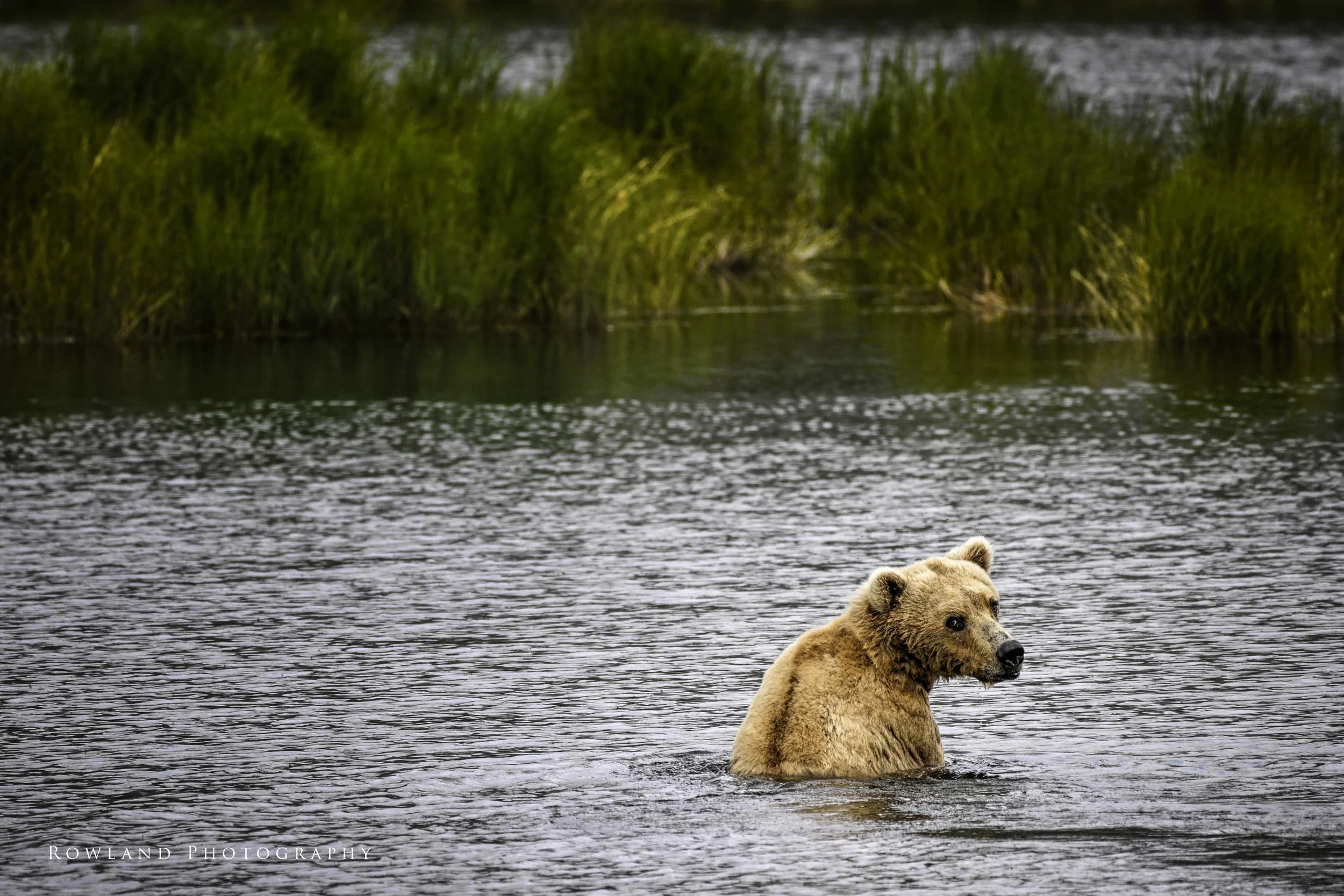 Bear in water looking at mev1_signed.jpg