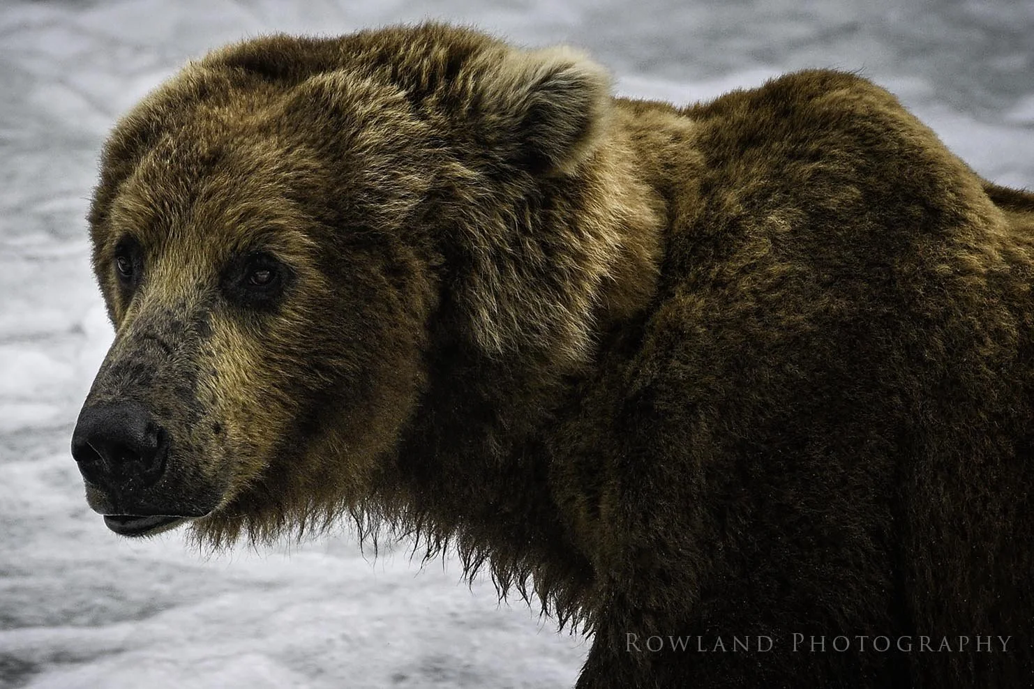 Big Boy Close Up_signed.jpg