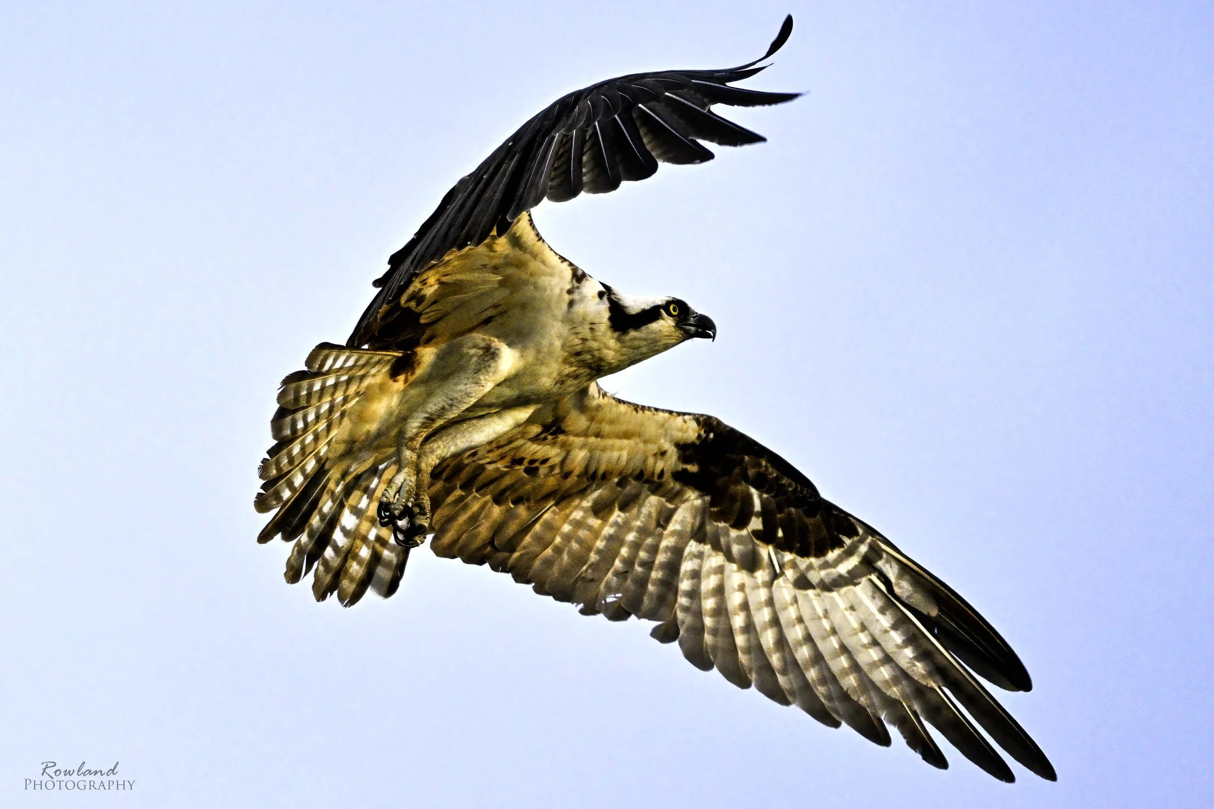 flying 7_19_25_signed.jpg