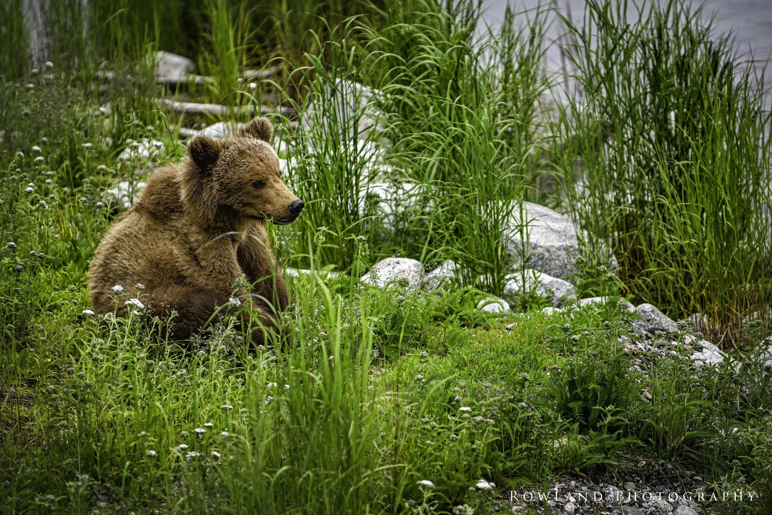 cub sitting_signed.jpg