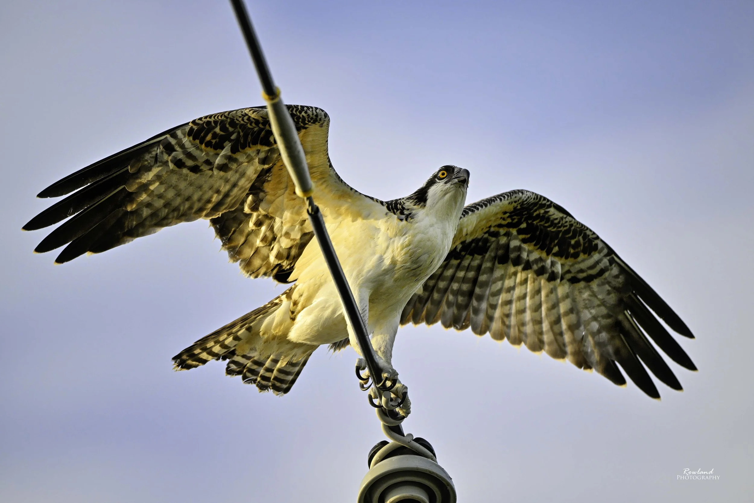 Bird on a wire_signed.jpg