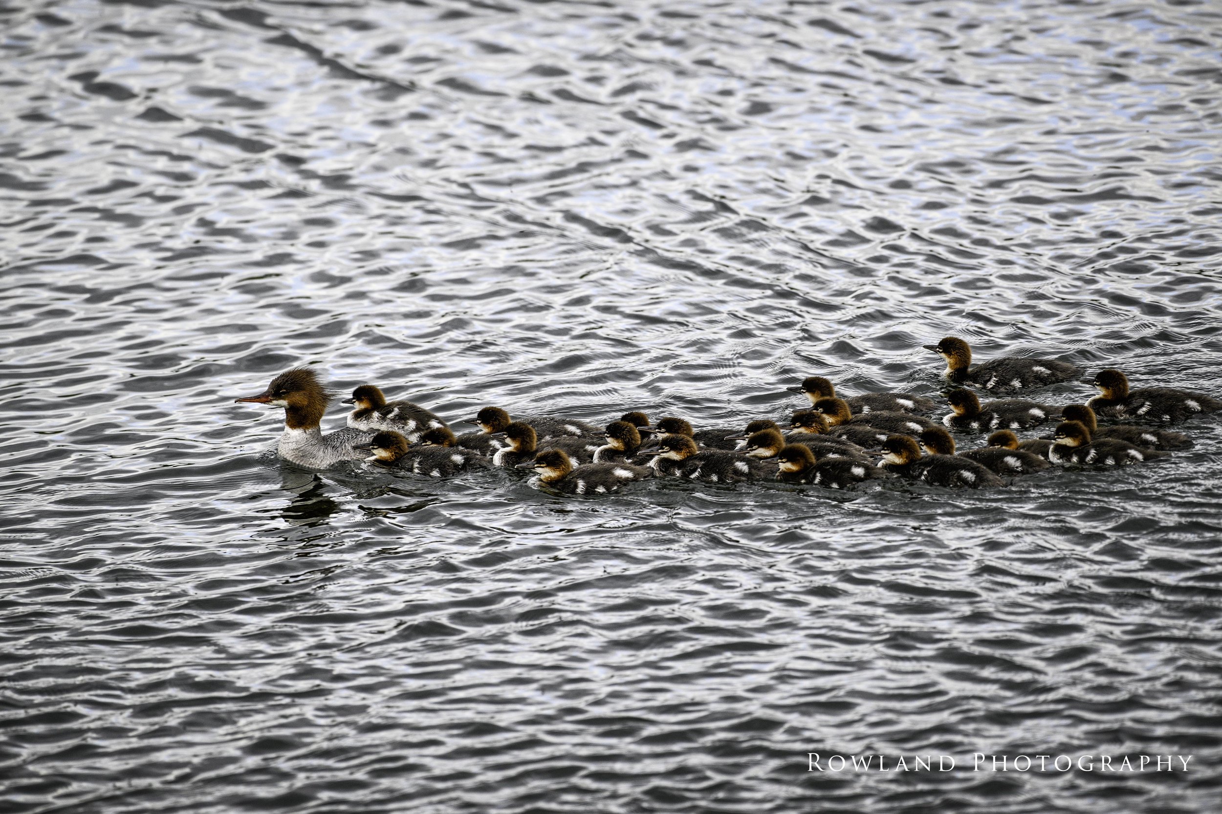 Momma duck and chicks_signed.jpg