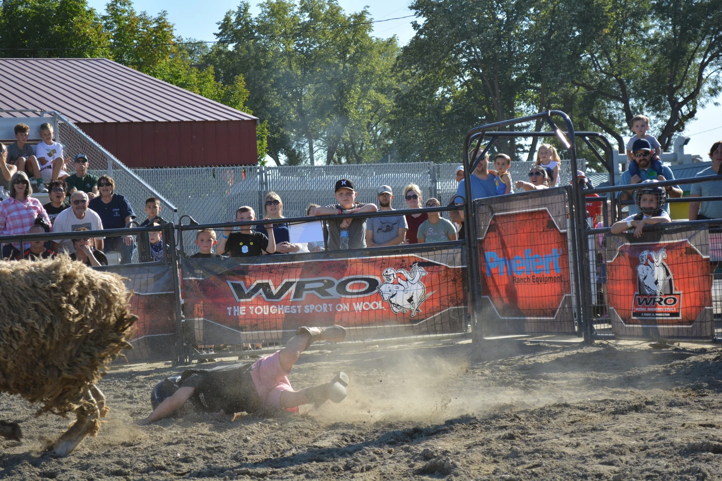 Rodeo scene with a bull in the foreground and a crowd of spectators behind a fence, watching a fallen rider during a rodeo event.