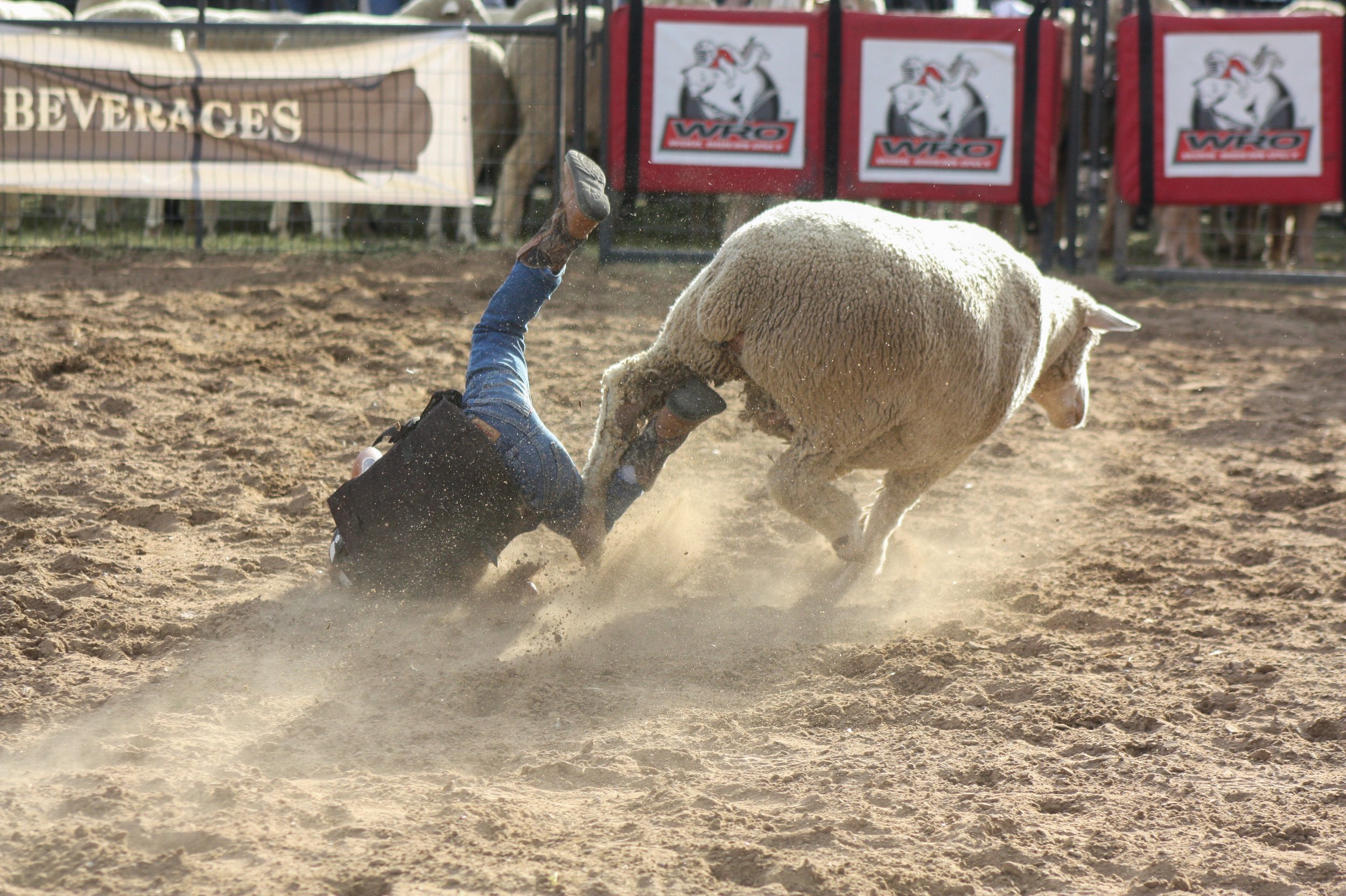 A person falling on the ground in a rodeo arena while a sheep runs past.