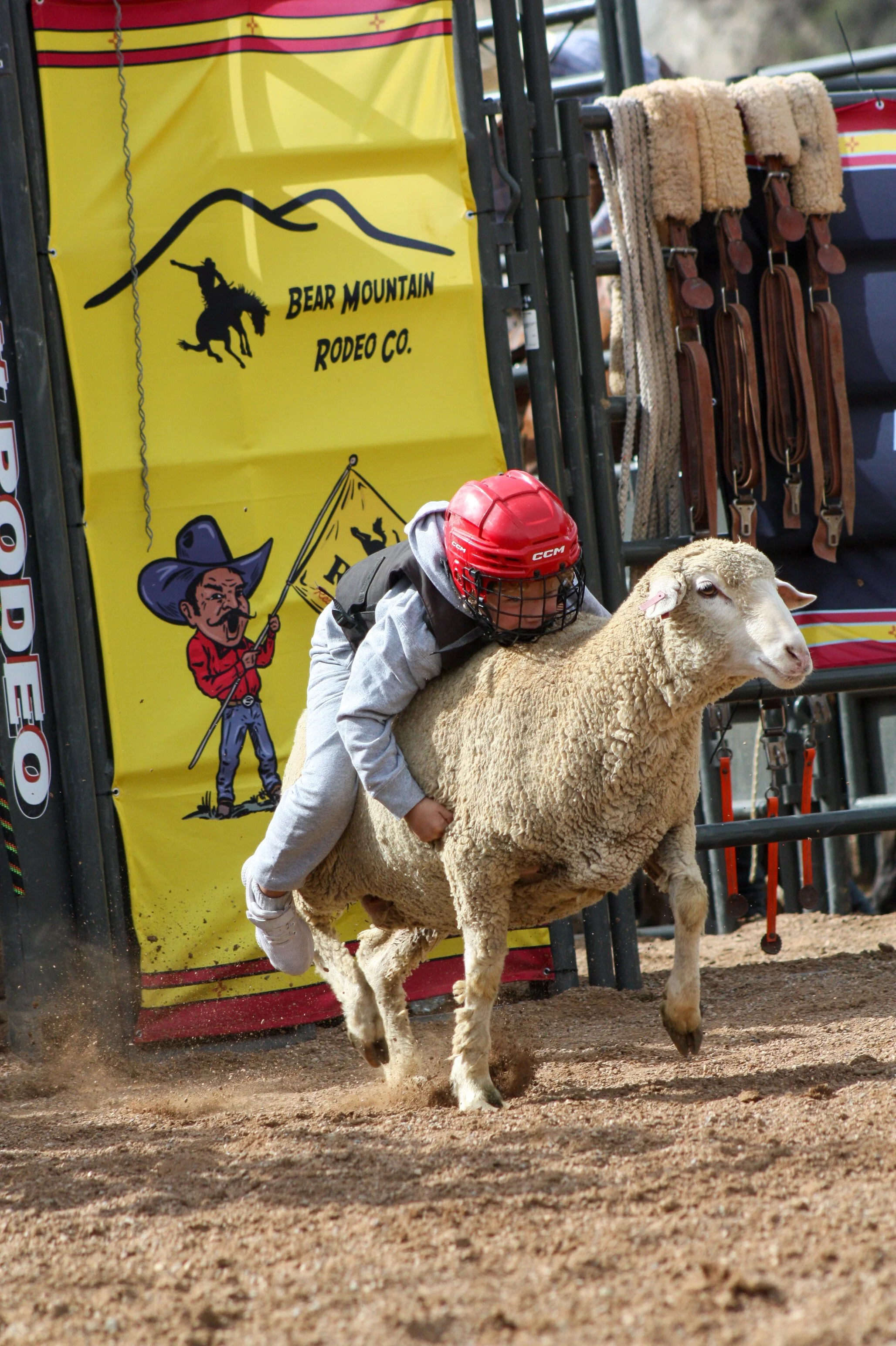 A person riding a sheep at a rodeo event held by Bear Mountain Rodeo Company, with a yellow banner and rodeo equipment in the background.