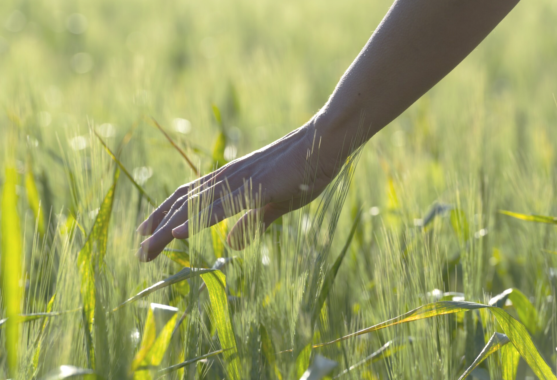 Black hand brushing grass field