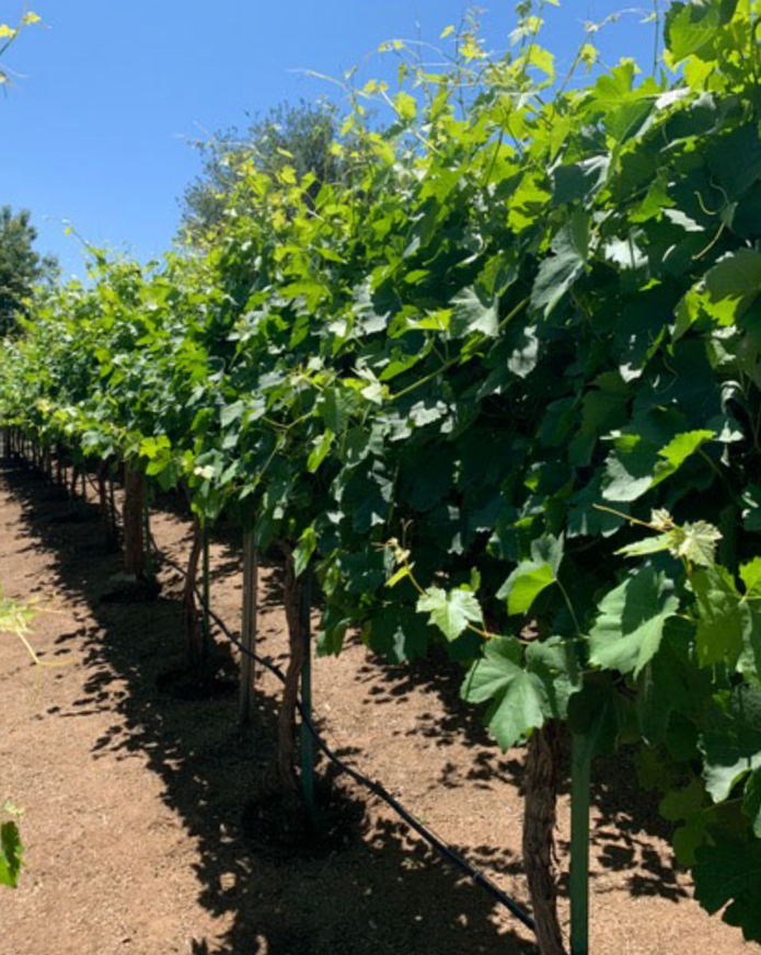 Vineyard with rows of grapevines under a clear blue sky.